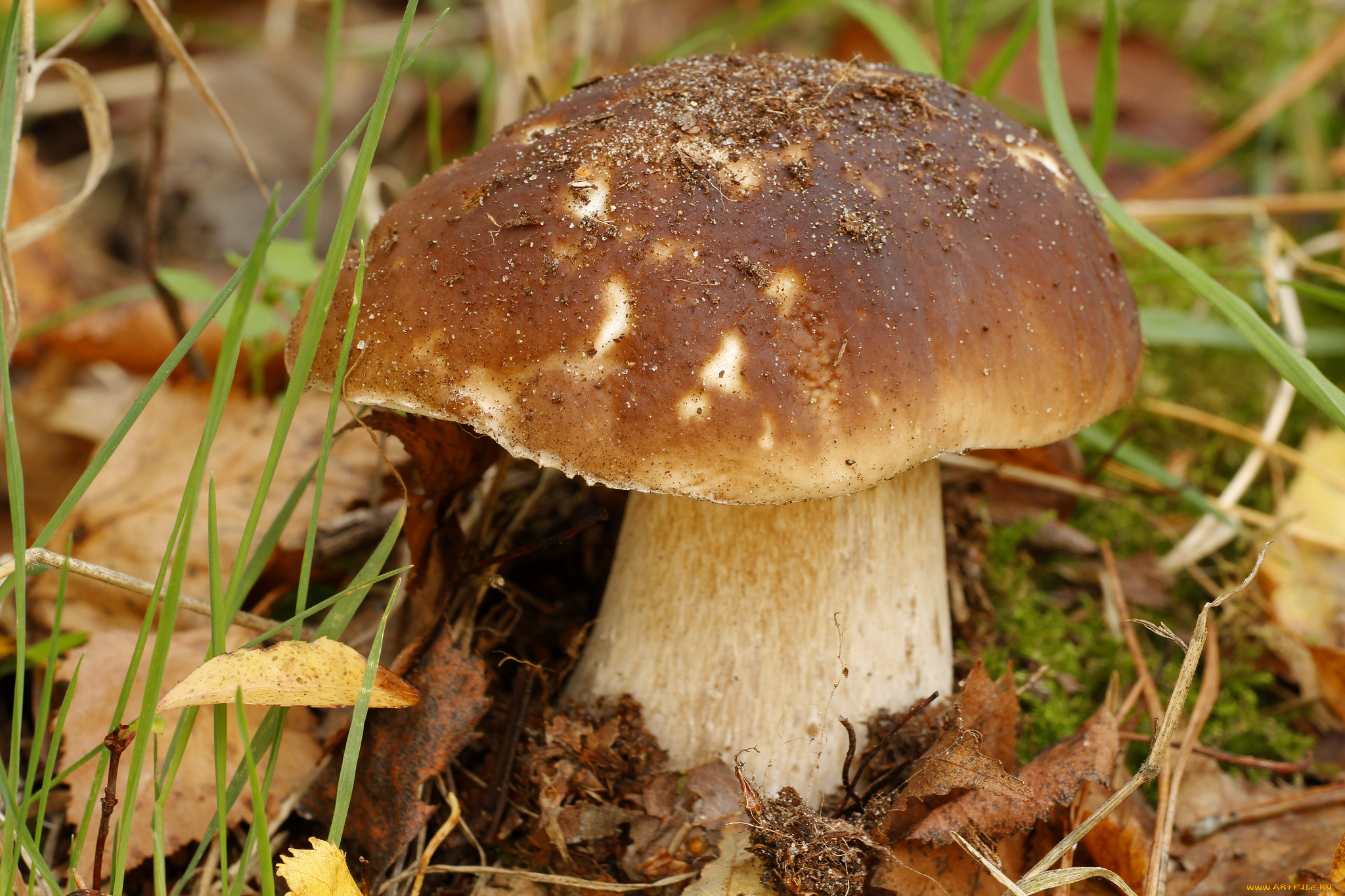 природа, грибы, крепыш