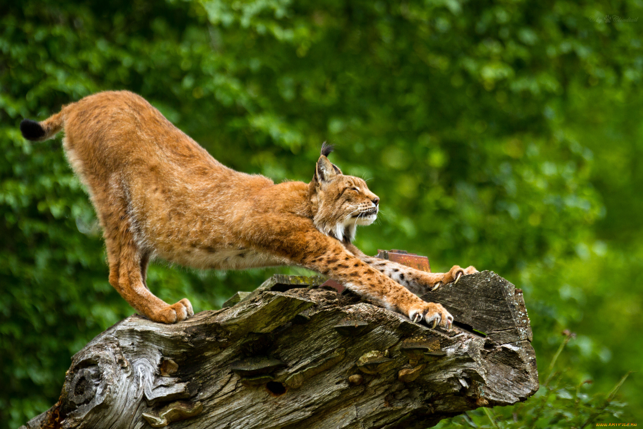животные, рыси, потягушки