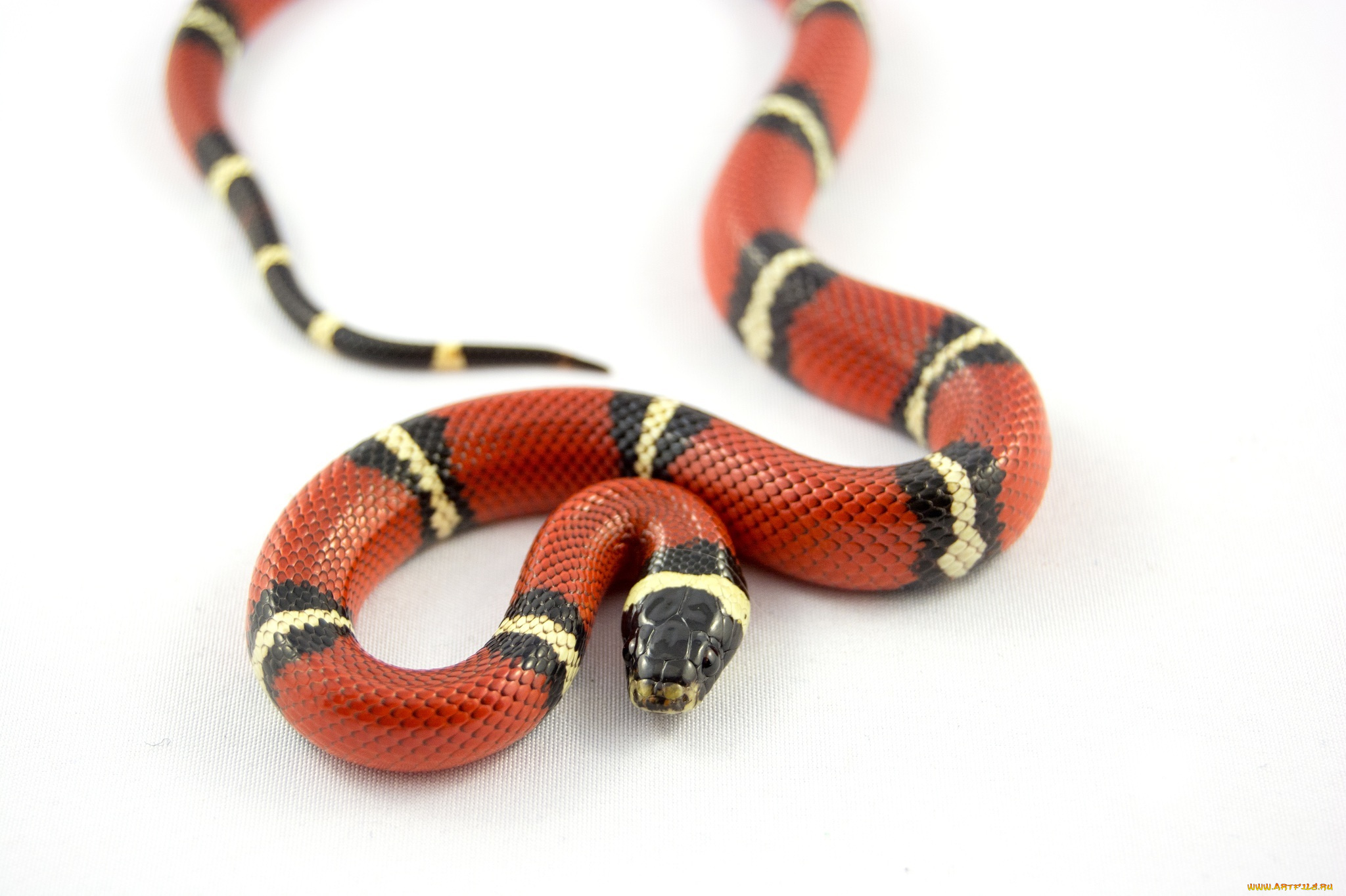 животные, змеи, , питоны, , кобры, змейка, яркая