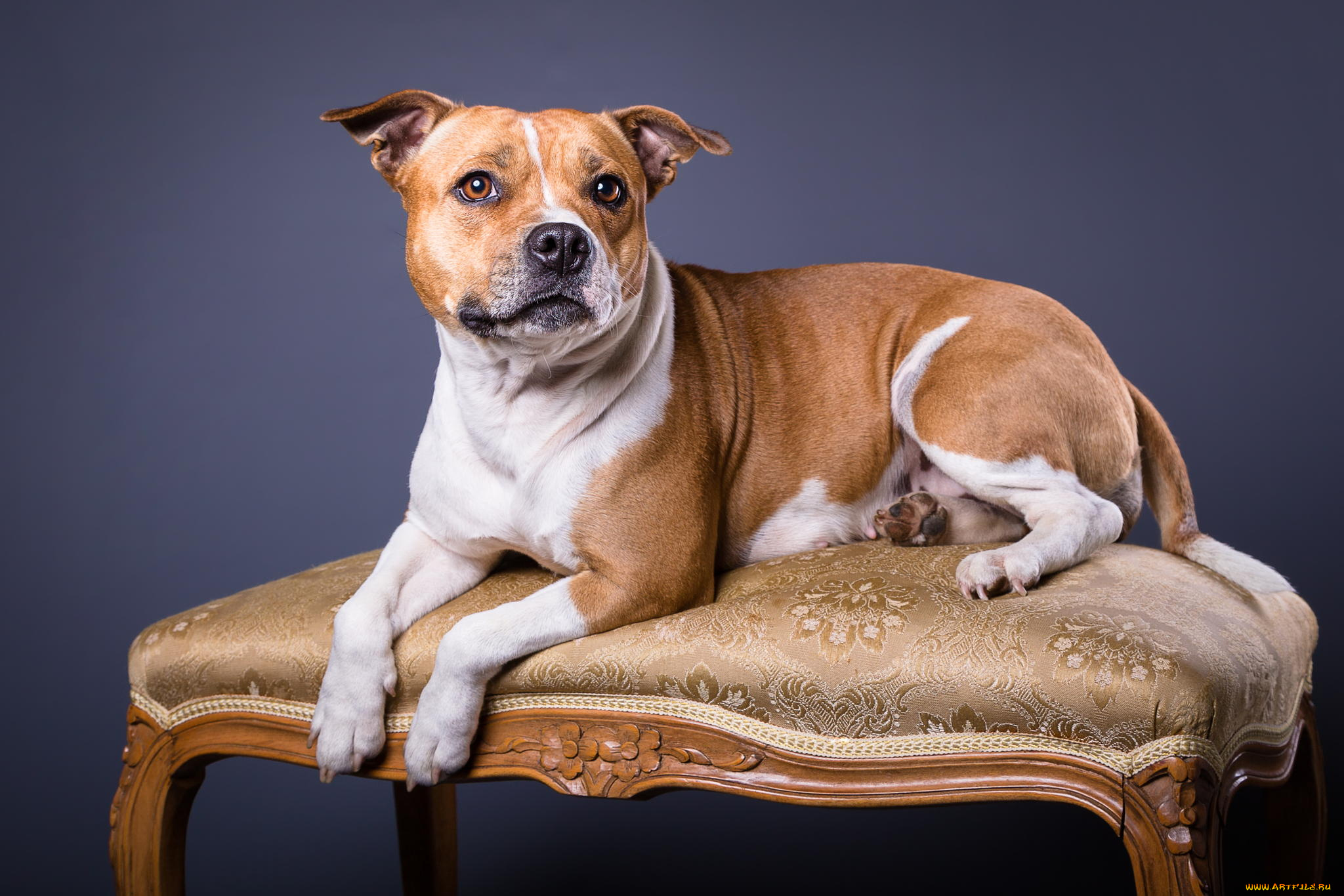 животные, собаки, взгляд