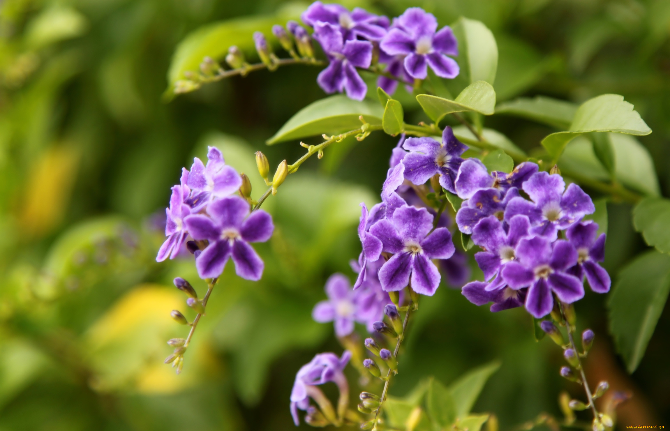 цветы, дуранта, фиолетовый