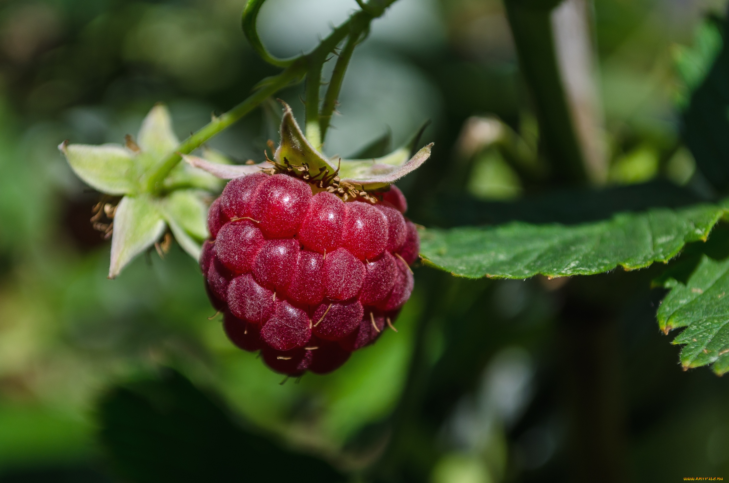 природа, Ягоды, малина