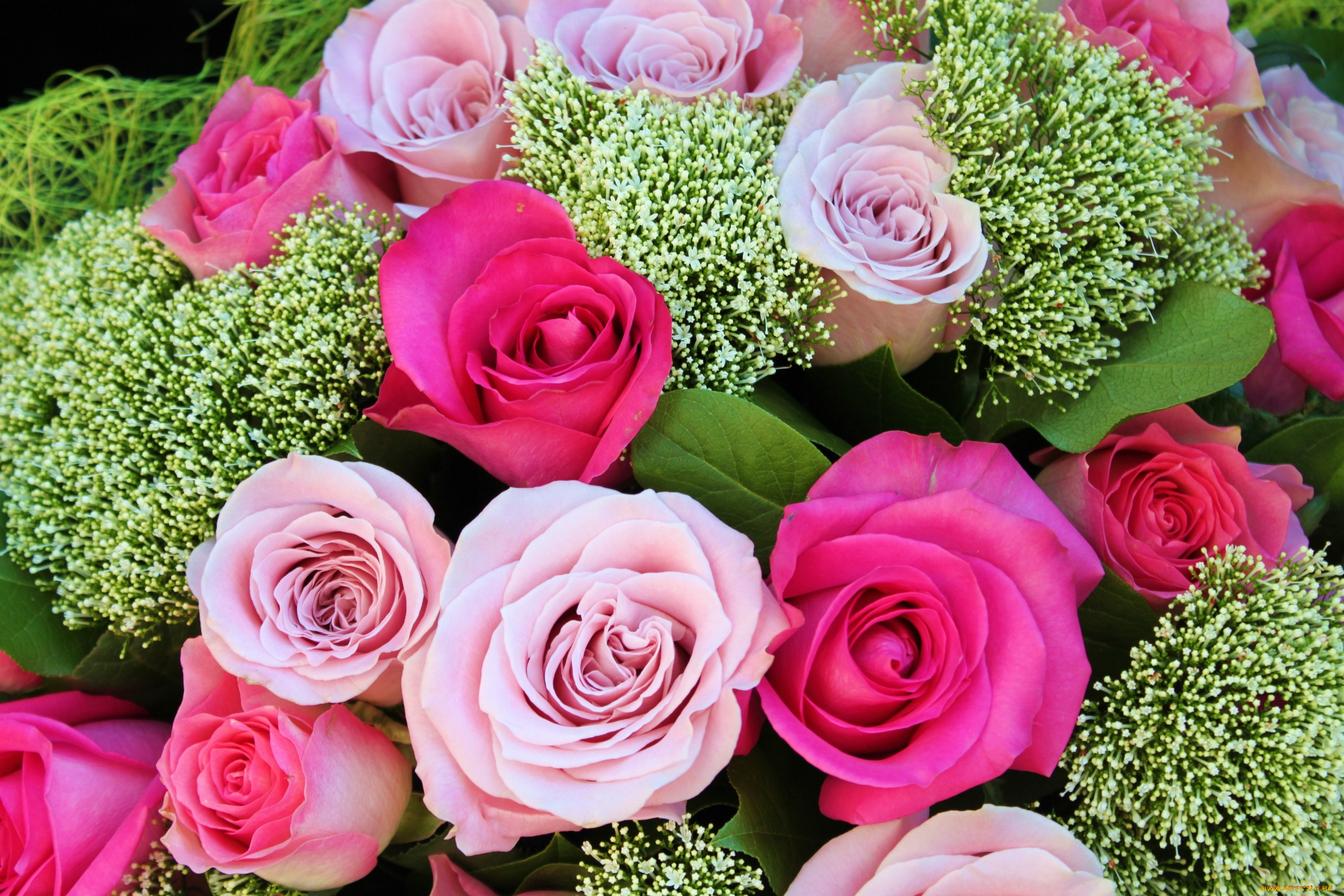 цветы, розы