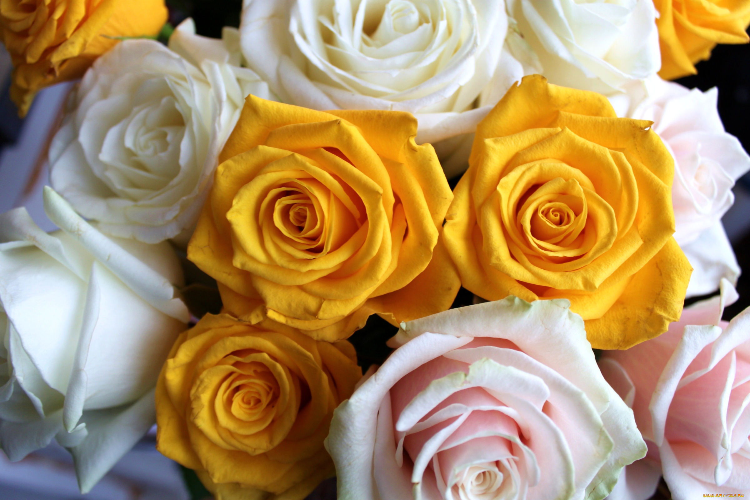 цветы, розы, много