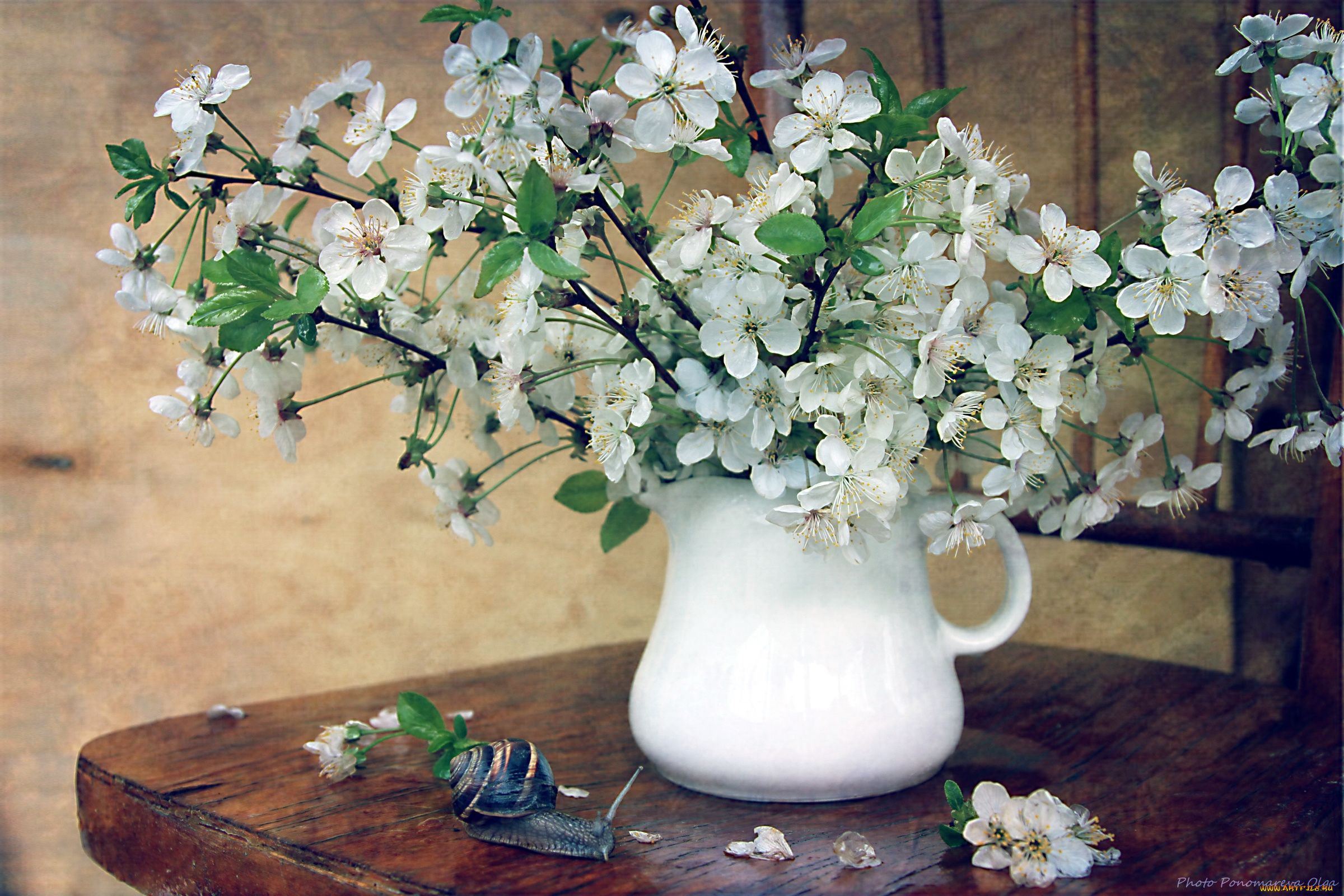 цветы, сакура, , вишня, вишня, улитка