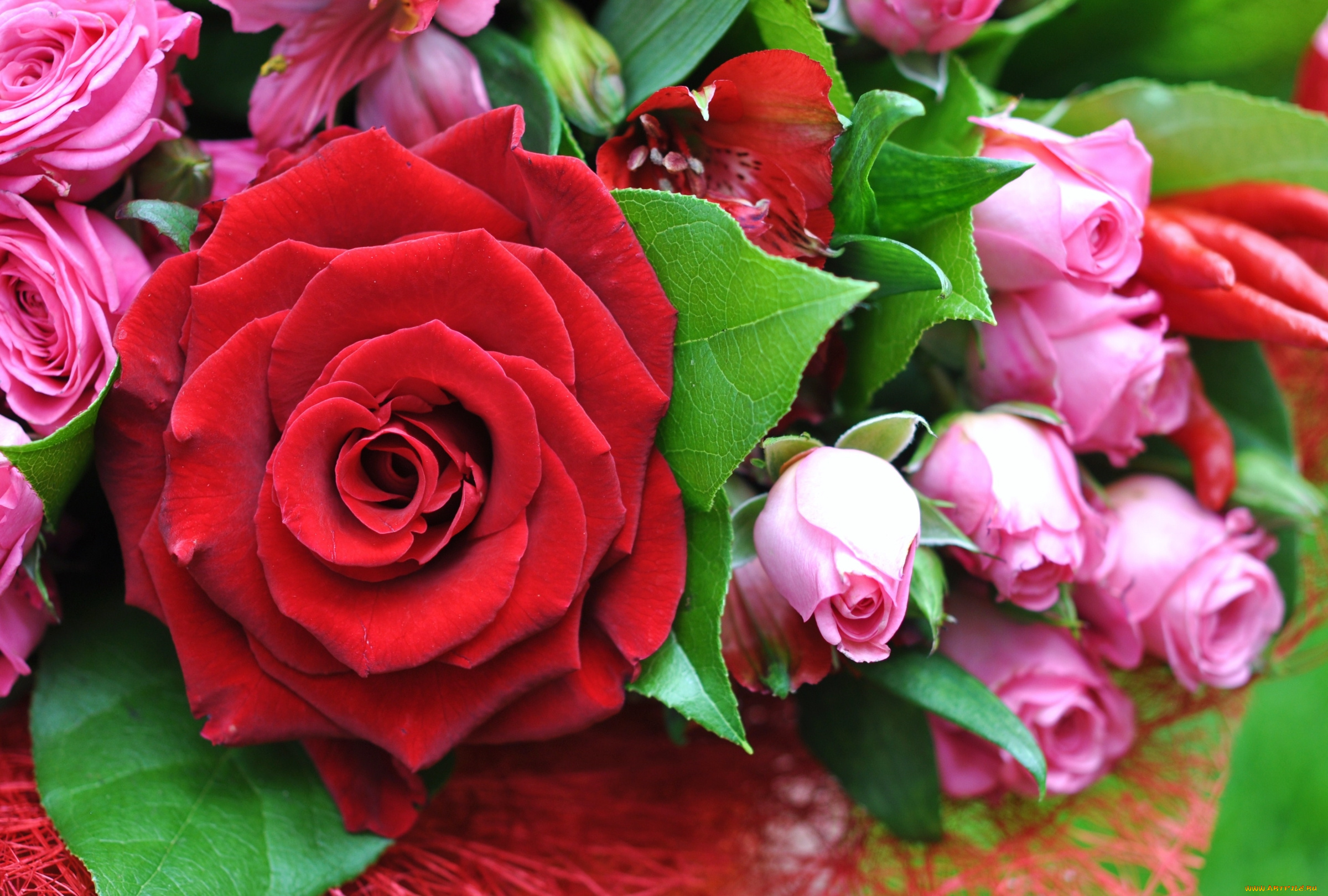 цветы, розы, макро