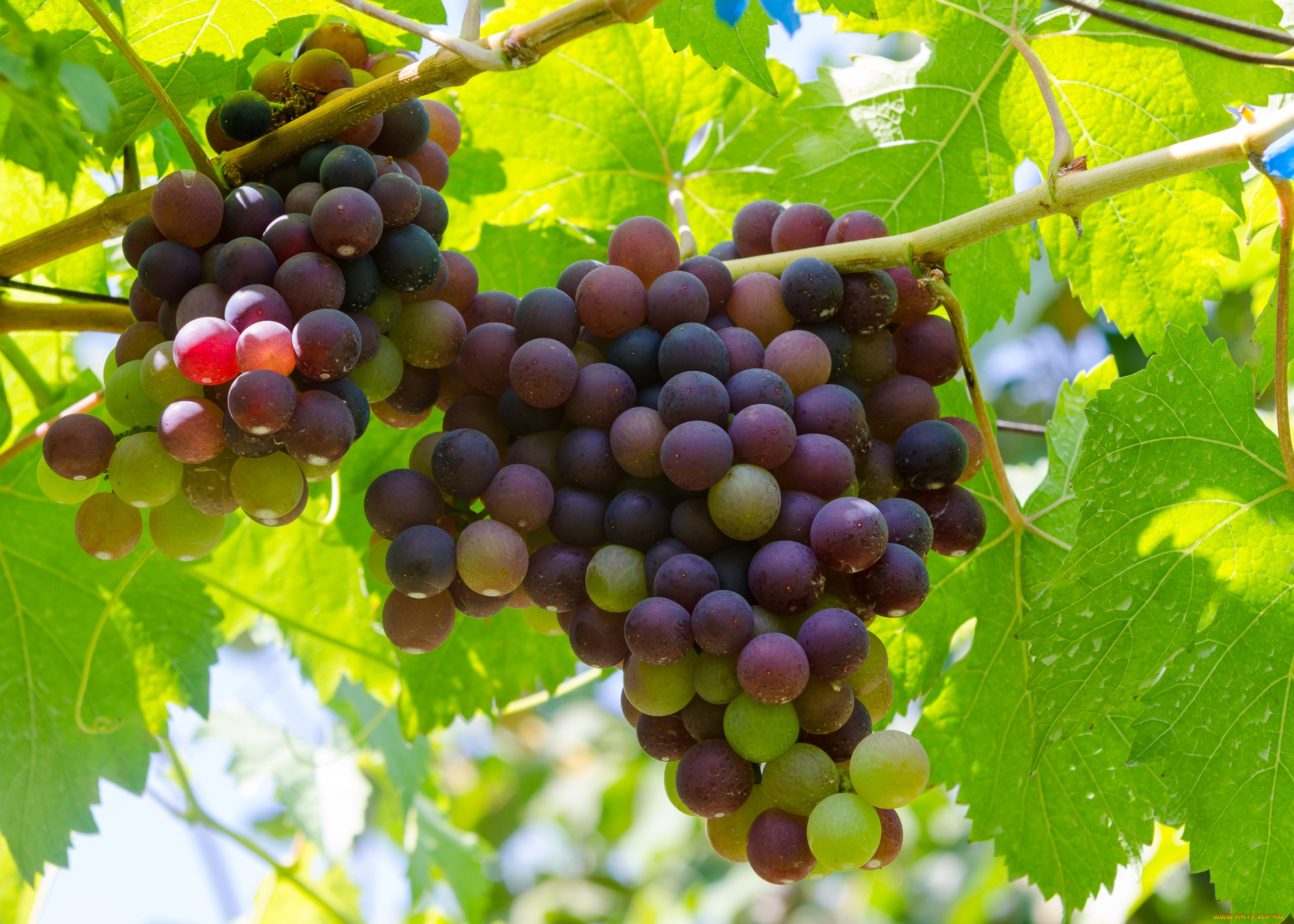 природа, Ягоды, , виноград, ягоды