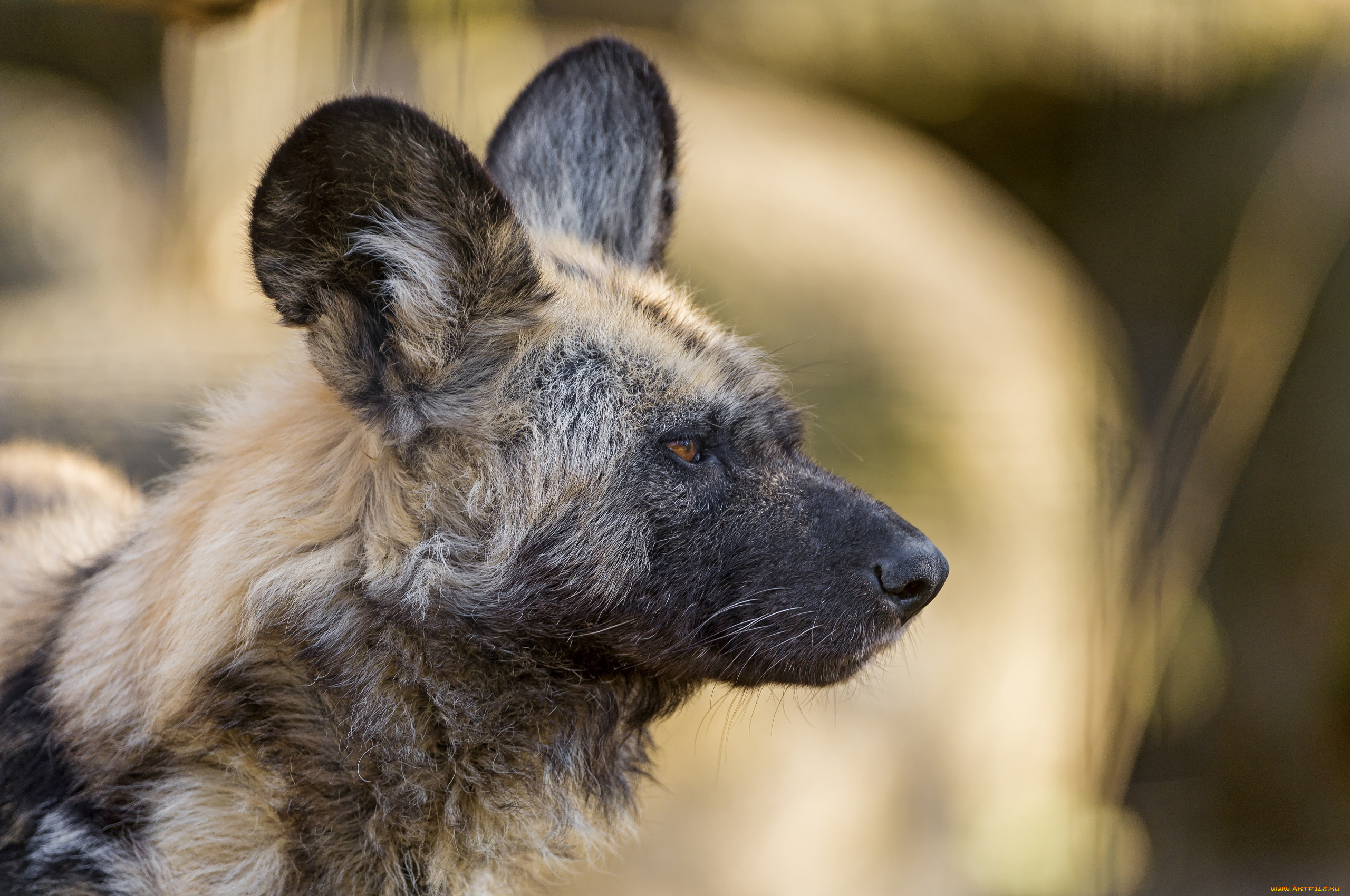гиеновидная, собака, животные, гиены, , гиеновые, собаки, профиль, морда, хищник
