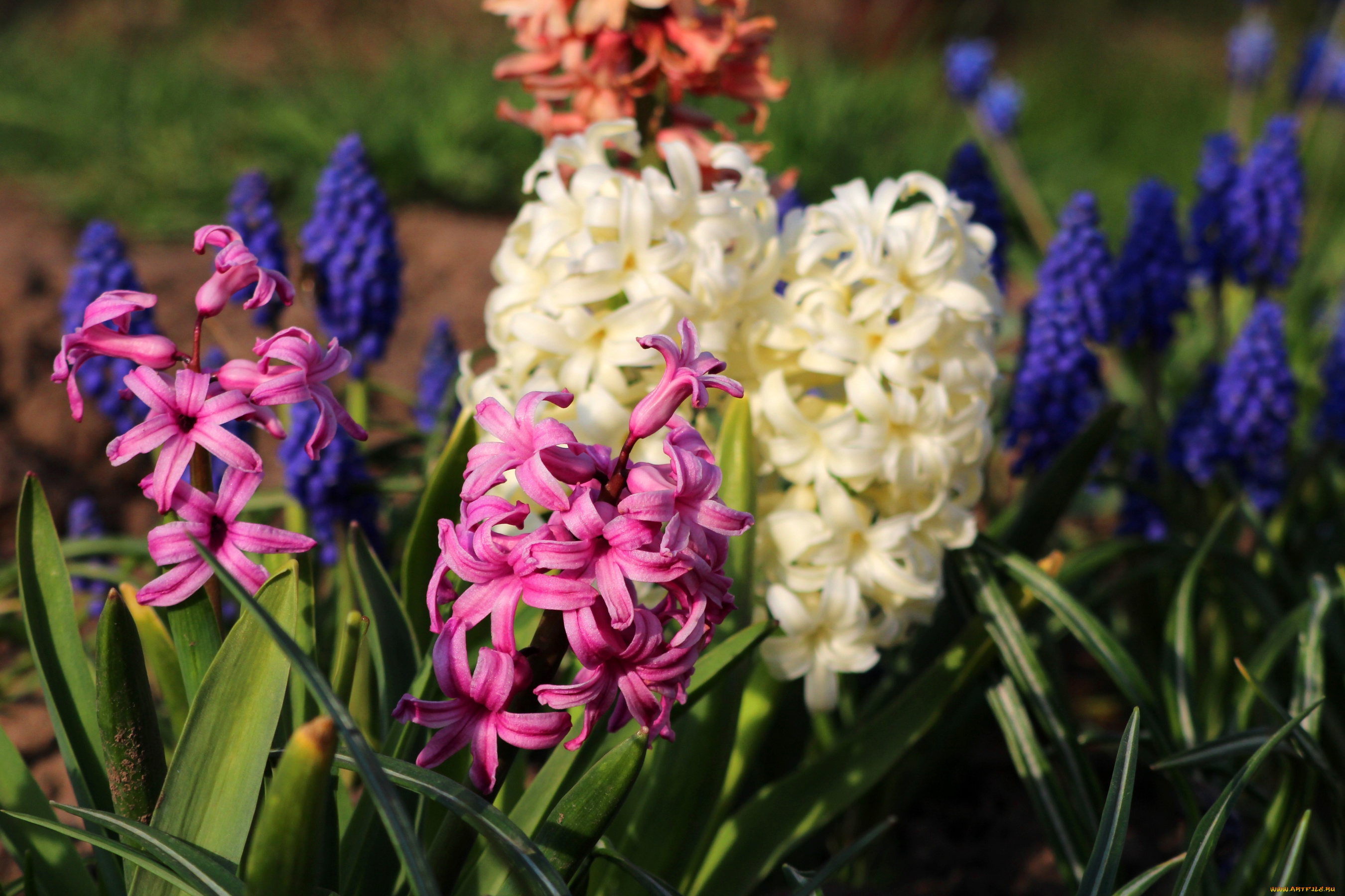 цветы, гиацинты, разноцветный