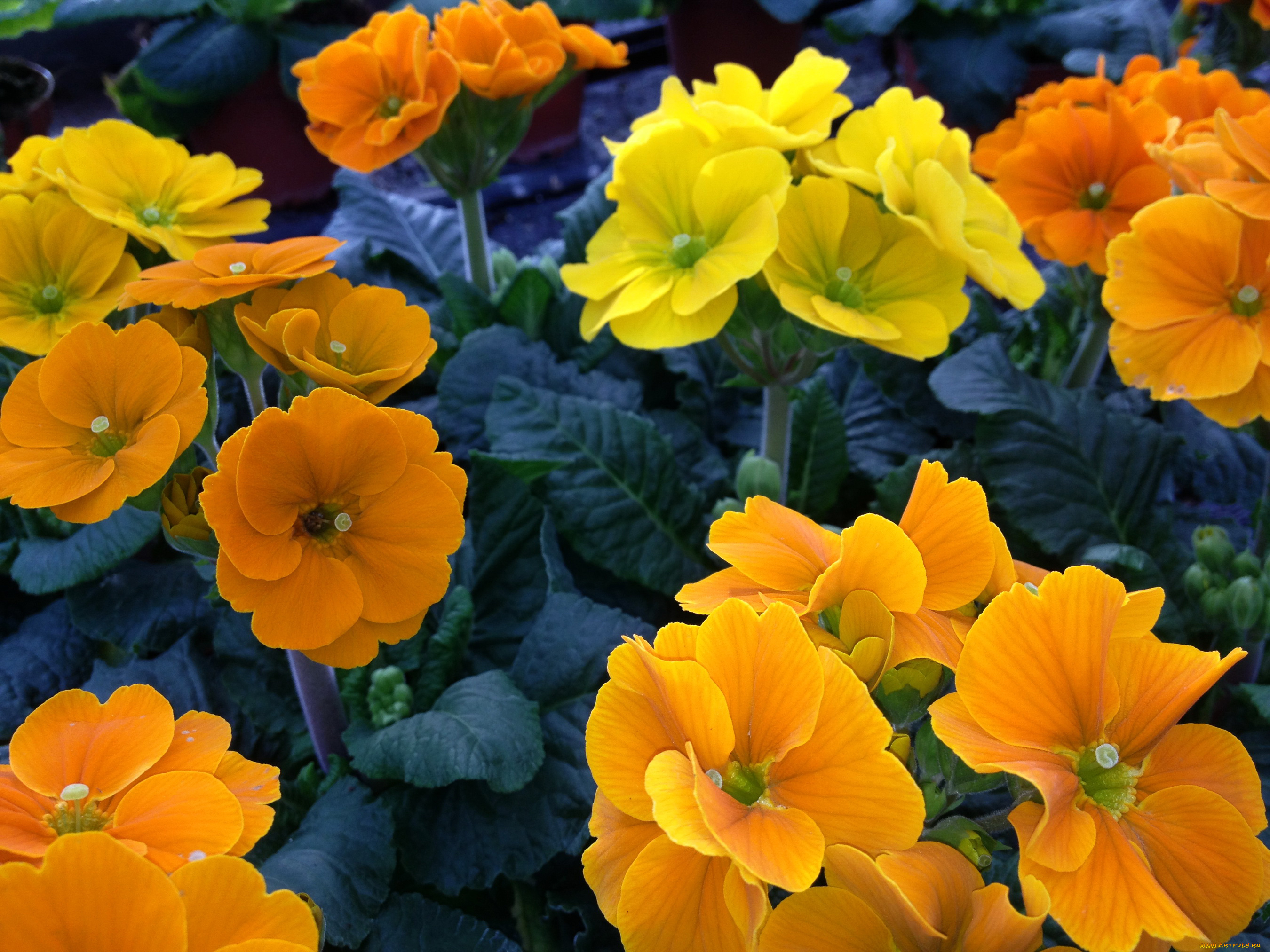 цветы, примулы, оранжевые, примула