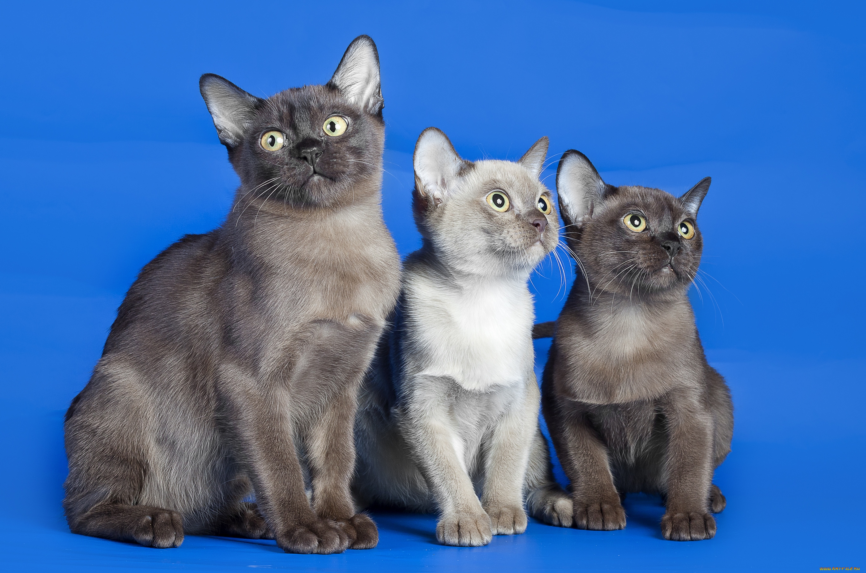 животные, коты, трио