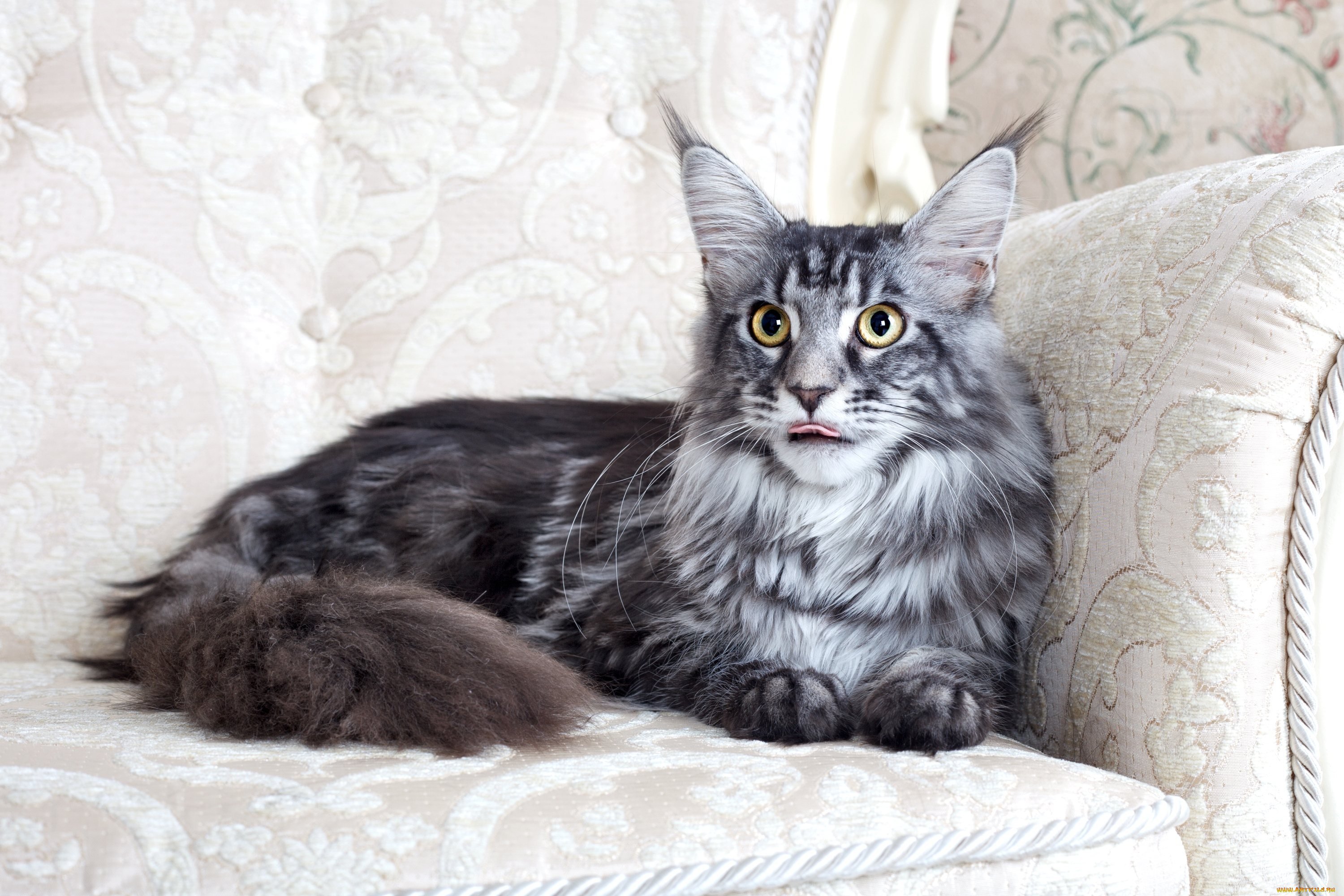 животные, коты, мейн-кун