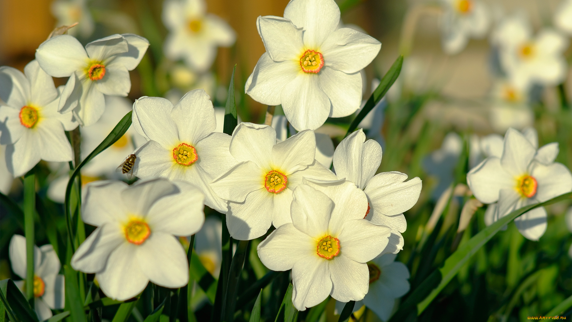 цветы, нарциссы, свет, макро, весна, насекомое, мушка