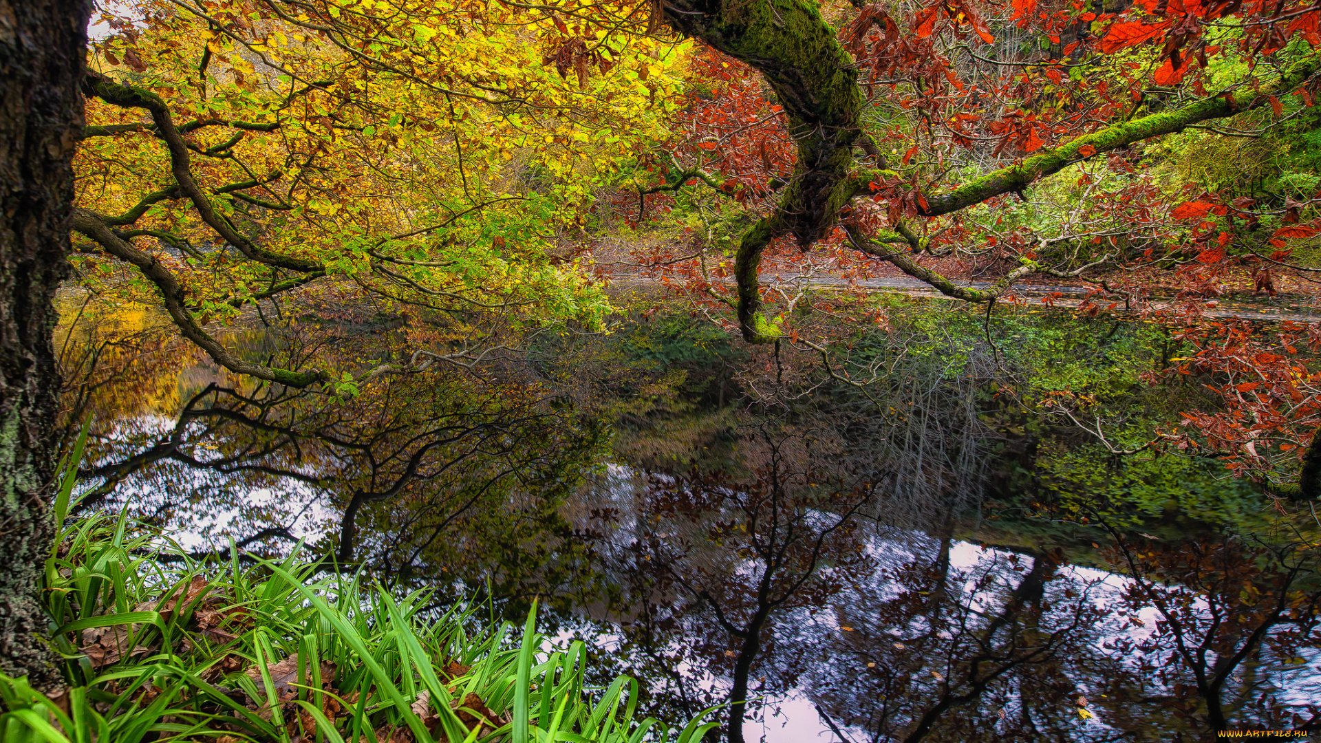 природа, реки, озера, лес, река