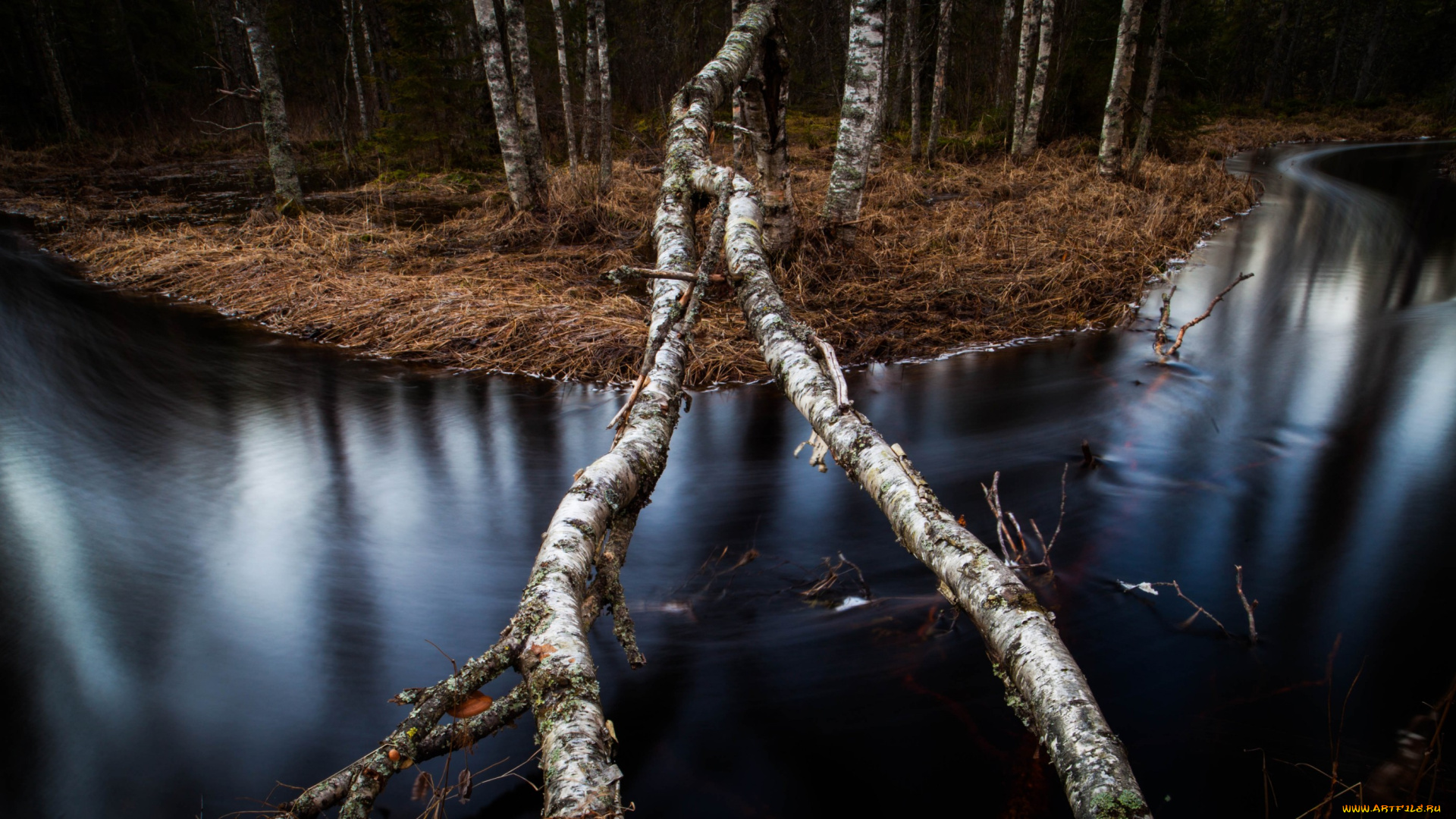 природа, реки, озера, лес, река