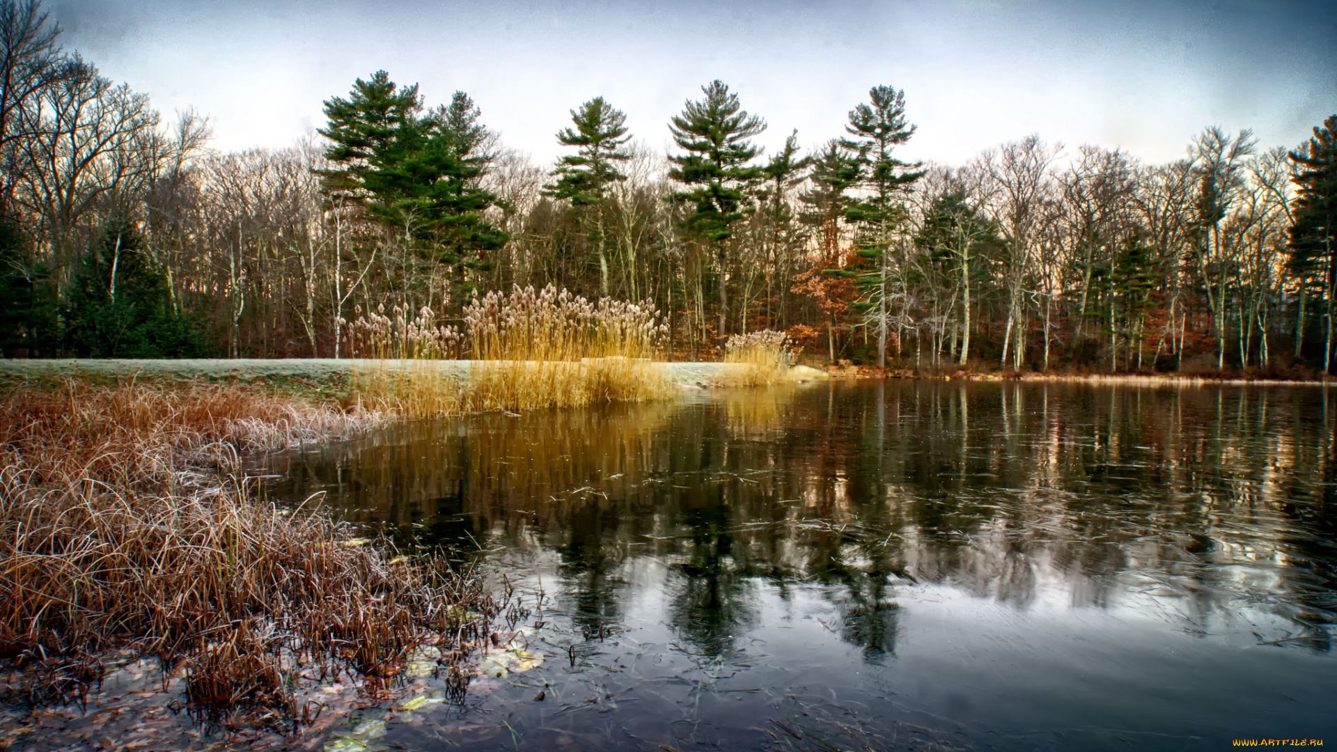 природа, реки, озера, лес, река