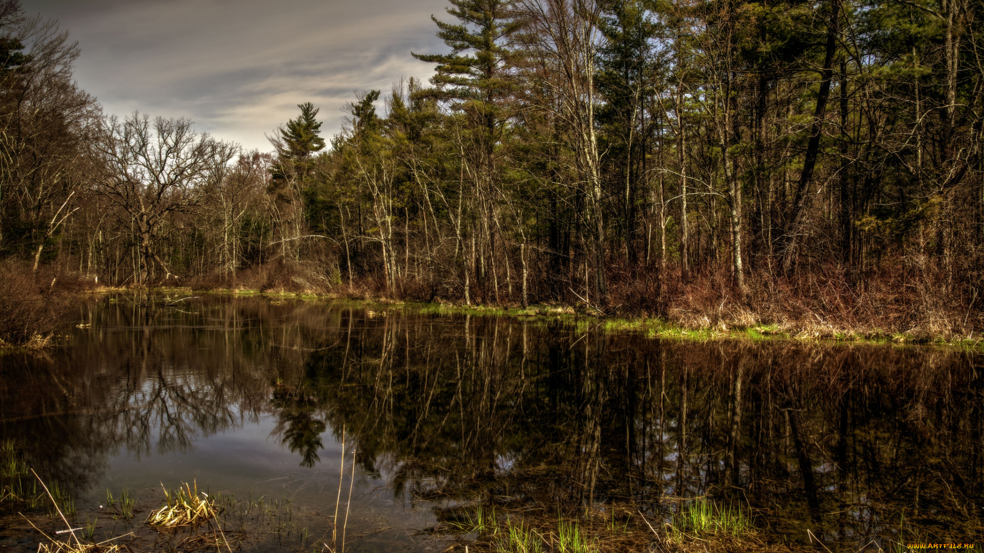 природа, реки, озера, река, лес