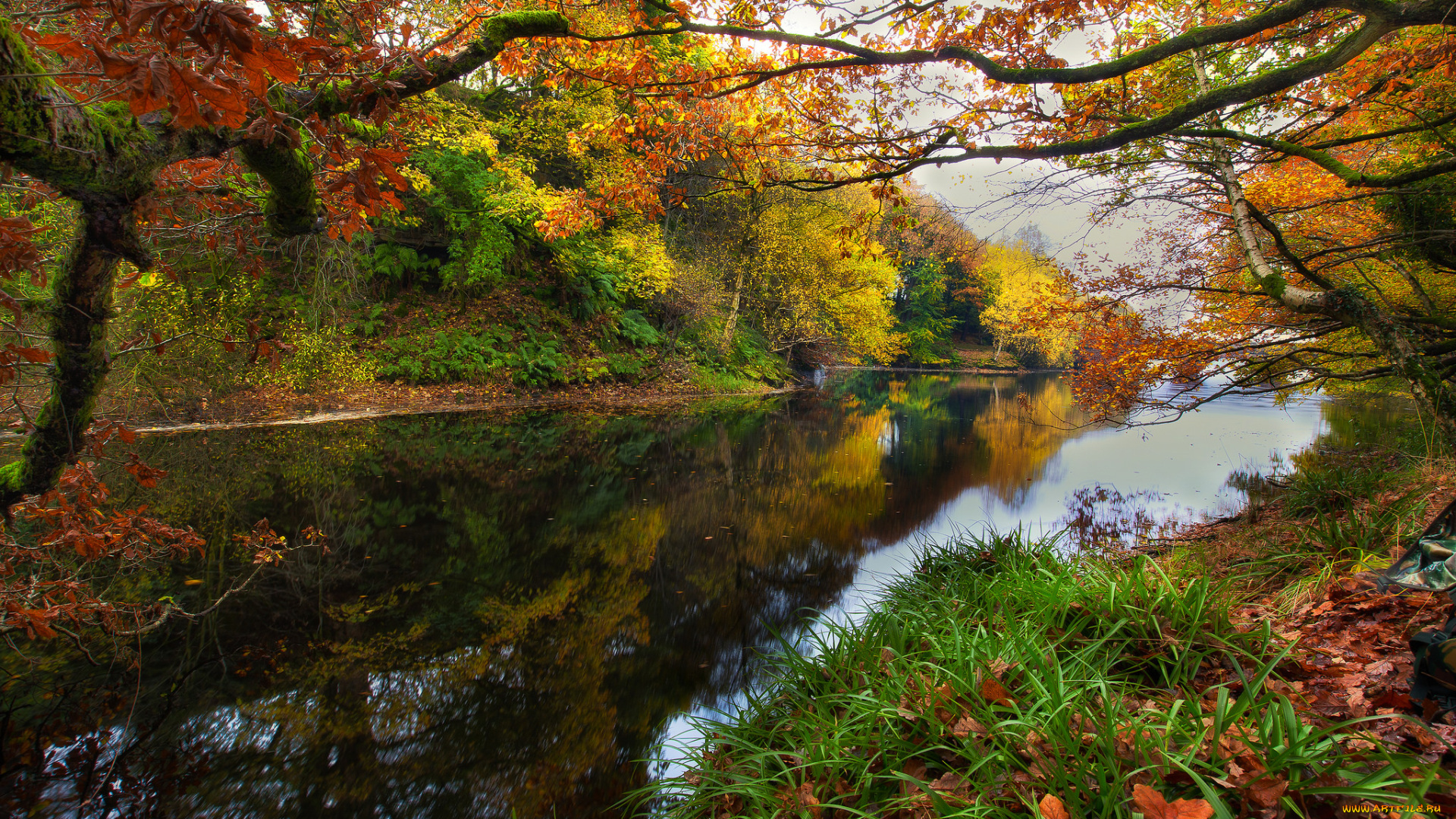 природа, реки, озера, река, лес