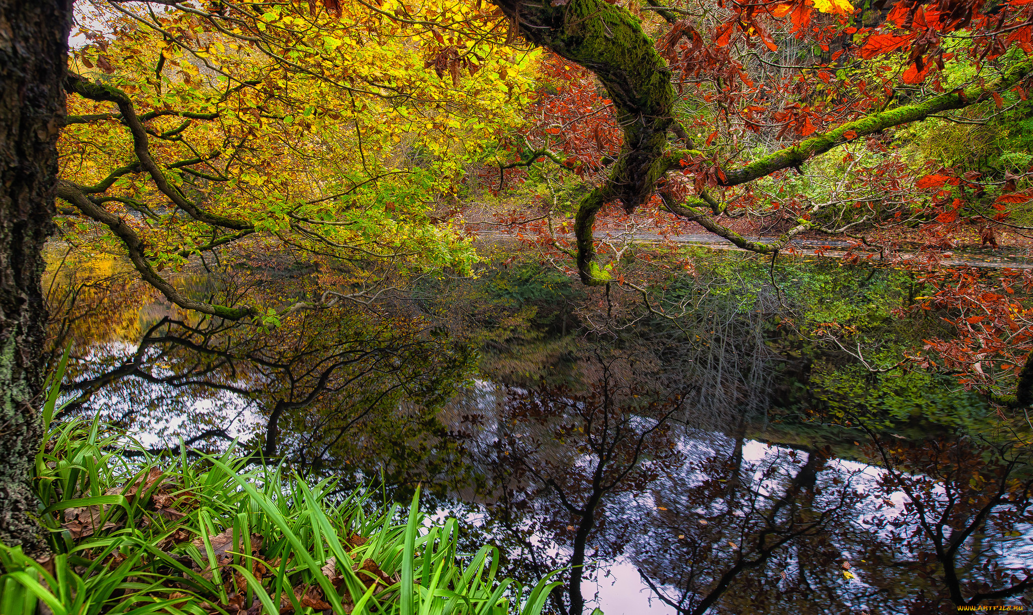 природа, реки, озера, лес, река