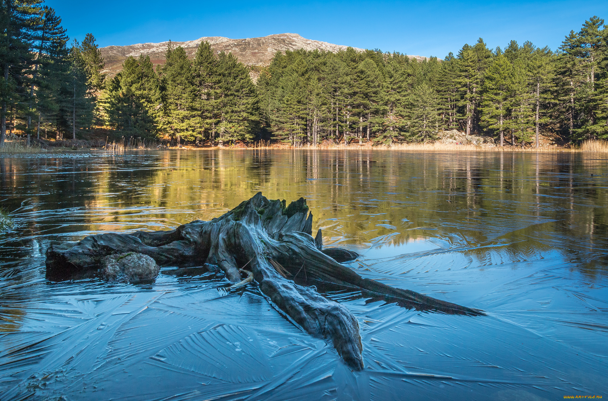 природа, реки, озера, река, лес