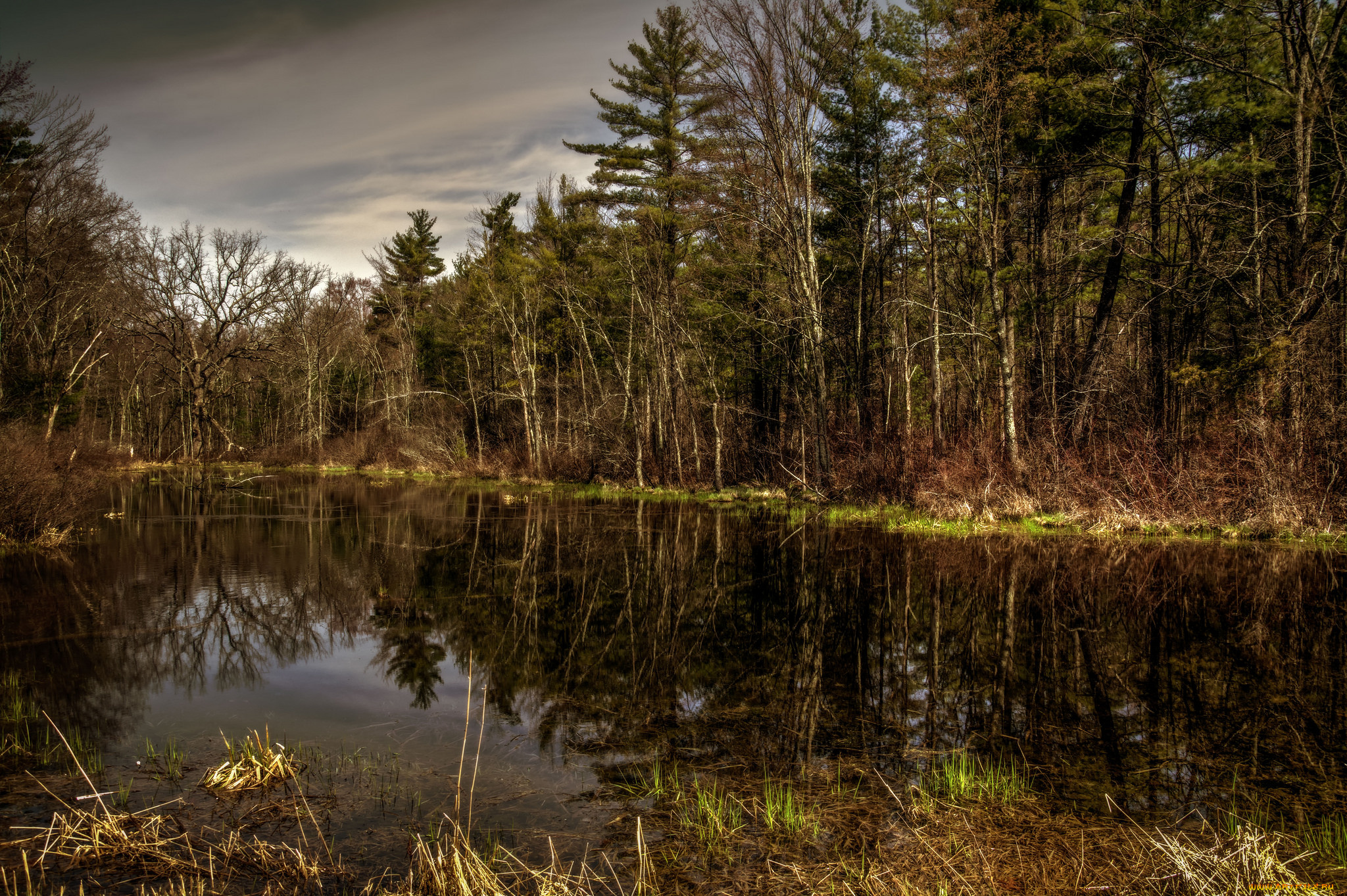 природа, реки, озера, река, лес