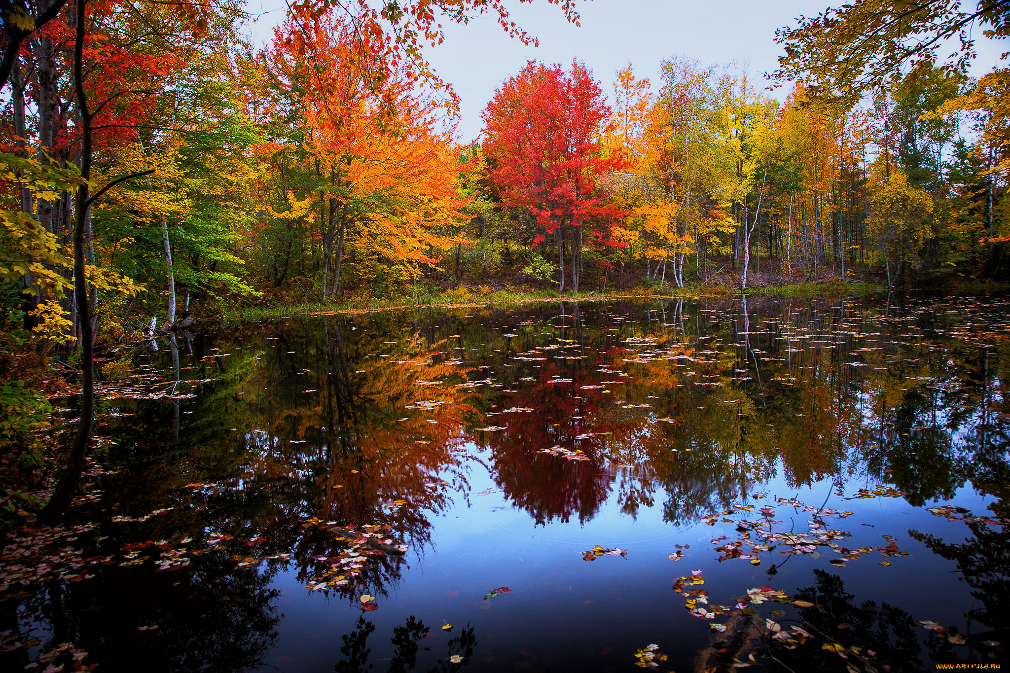 природа, реки, озера, лес, река