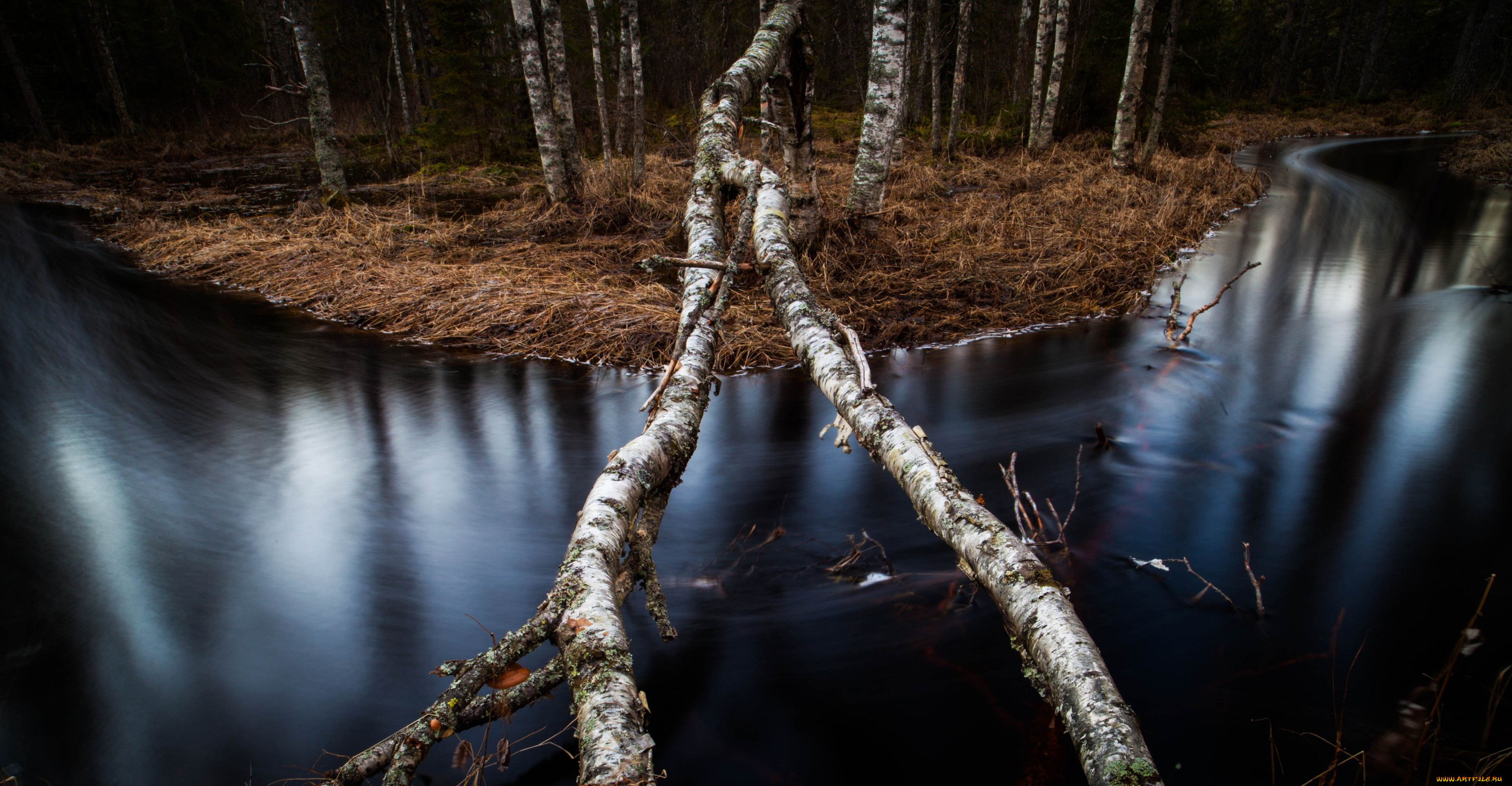 природа, реки, озера, лес, река