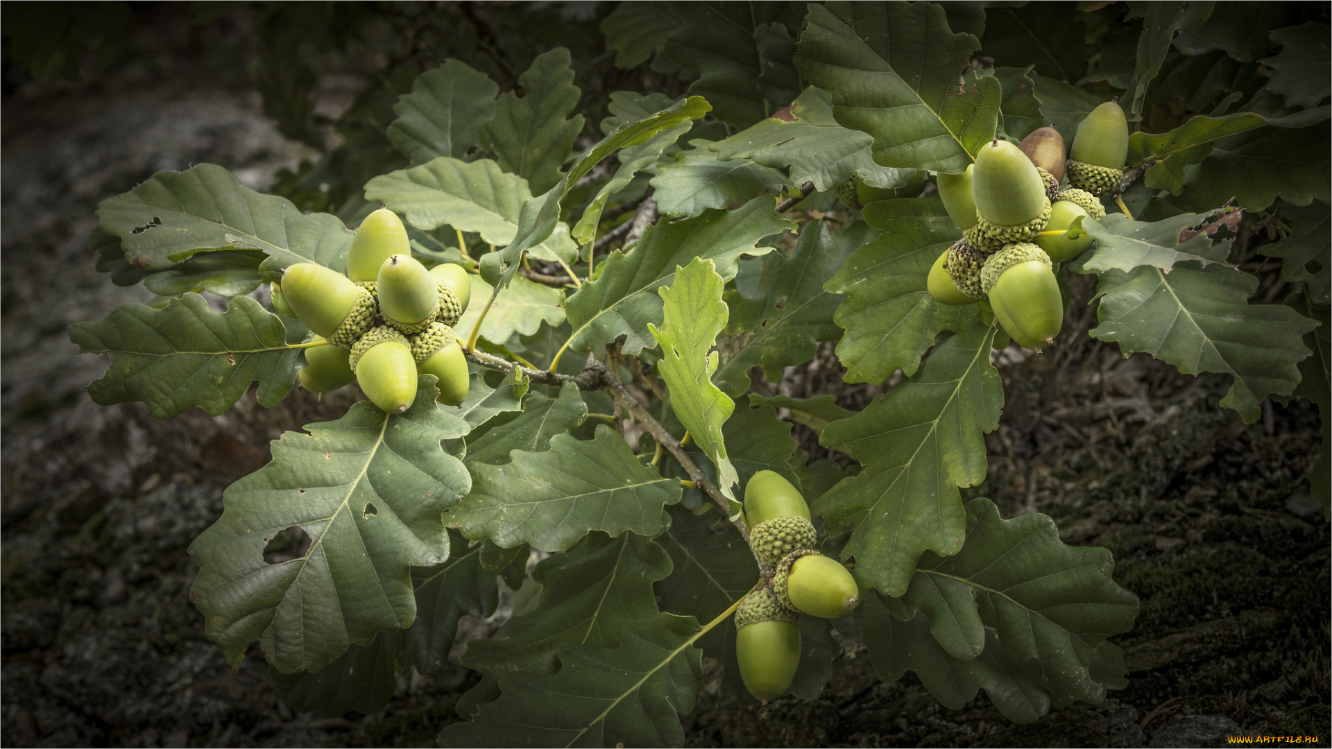 природа, шишки, , жёлуди, , каштаны, дуб