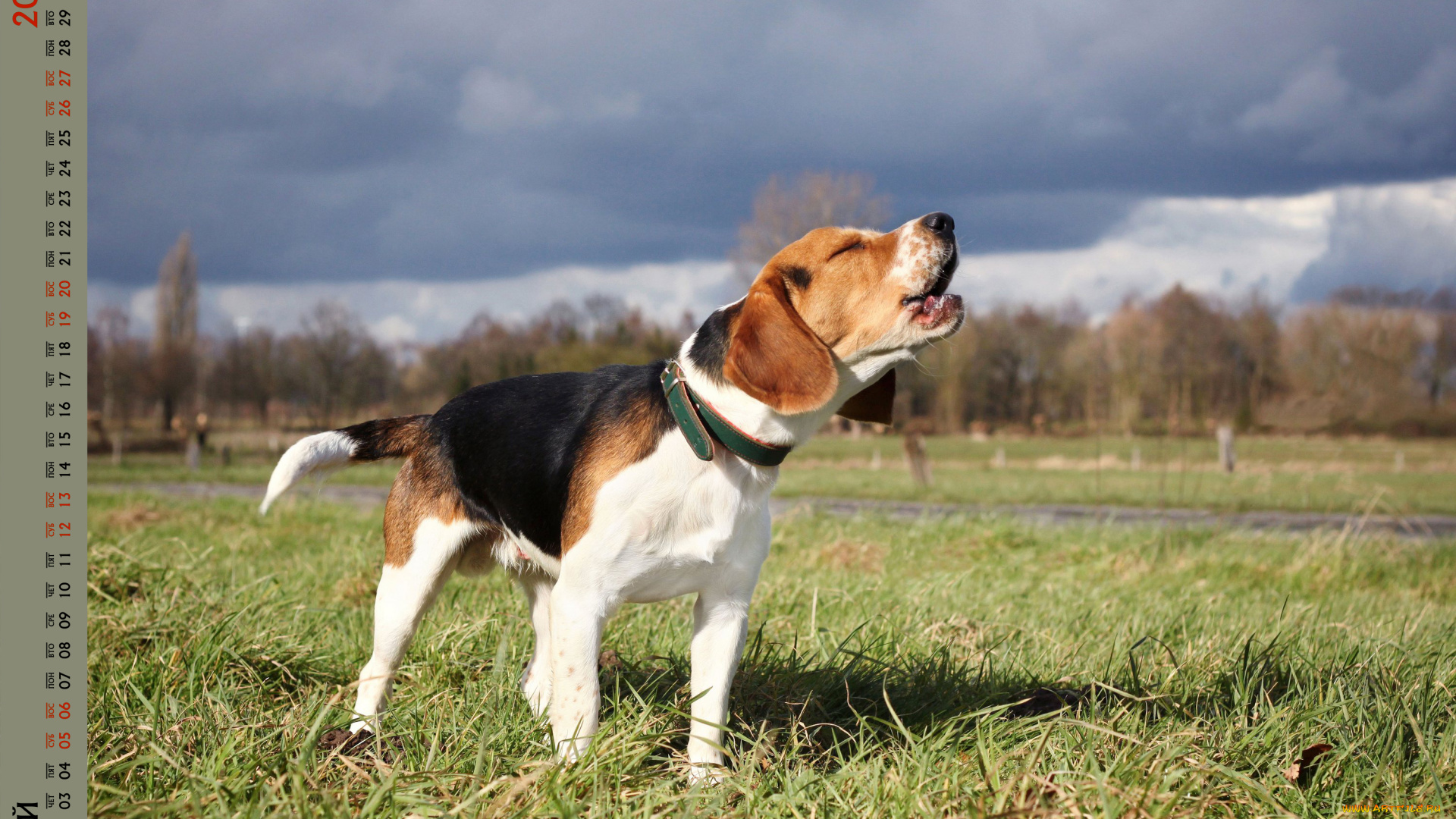 календари, животные, лай, собака