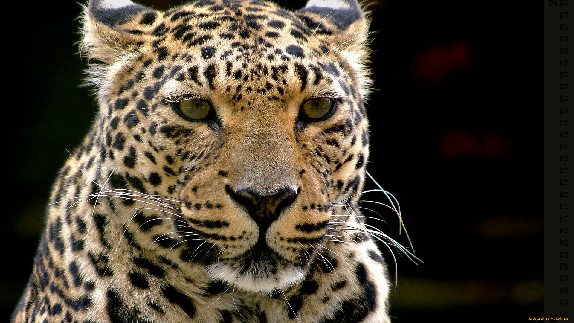 календари, животные, взгляд