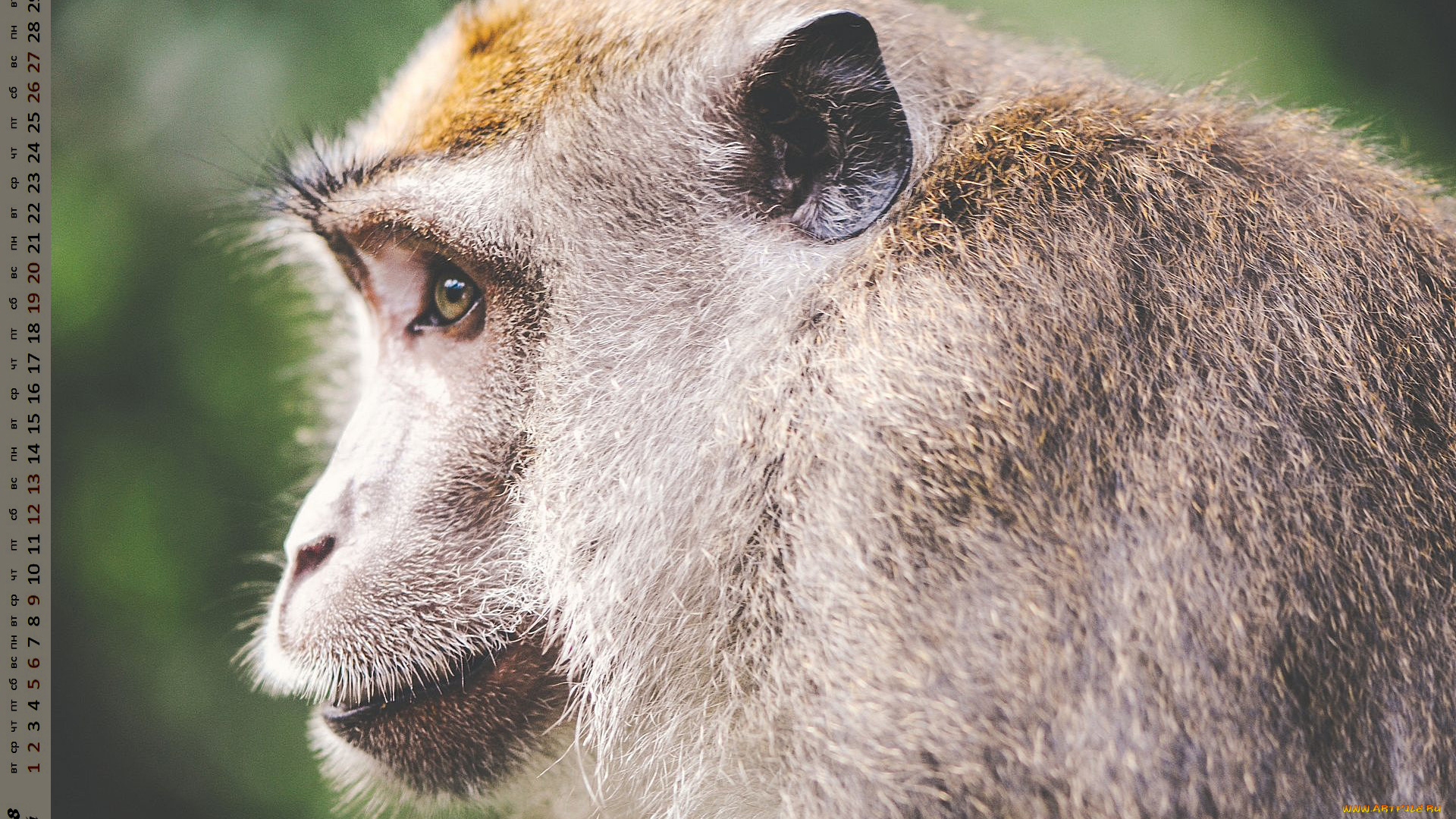 календари, животные, взгляд, профиль, обезьяна