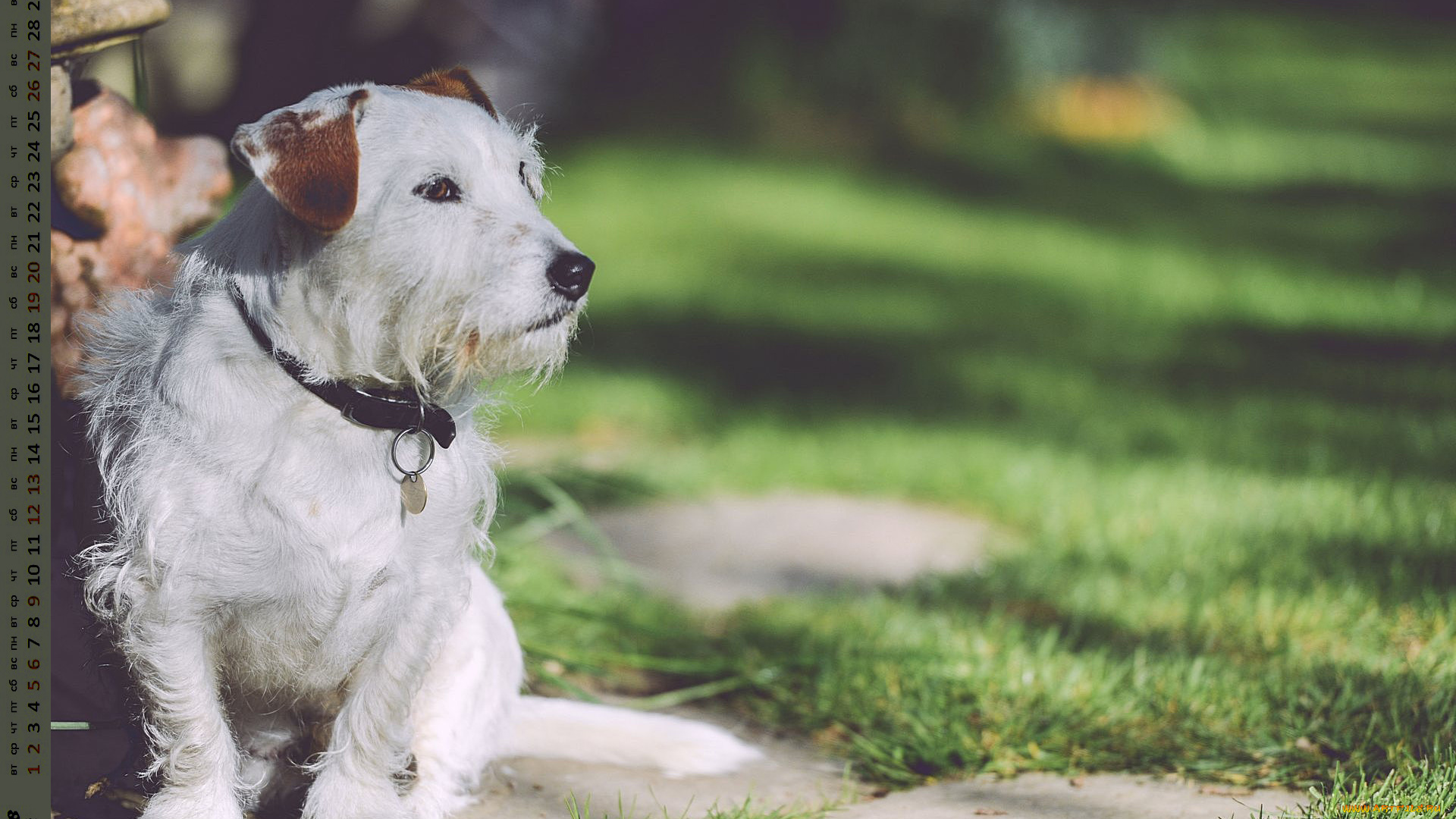 календари, животные, взгляд, собака