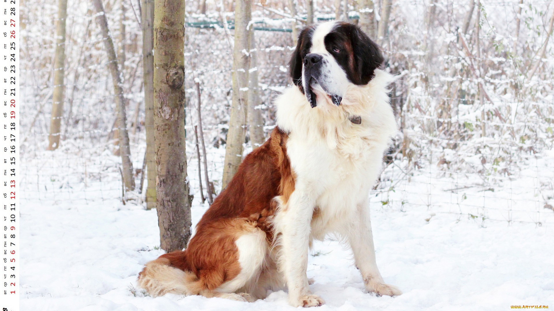 календари, животные, взгляд, собака, снег