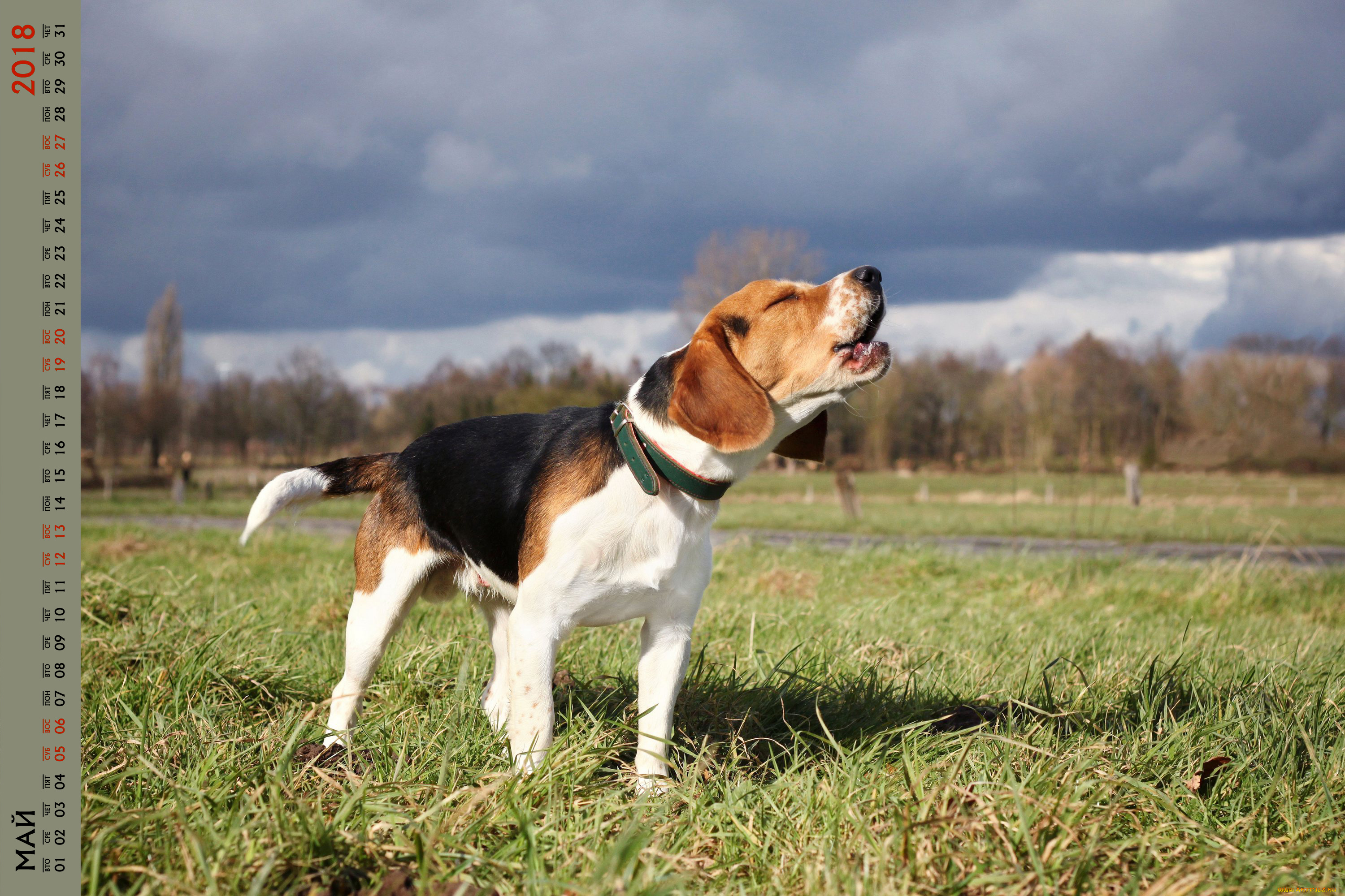 календари, животные, лай, собака