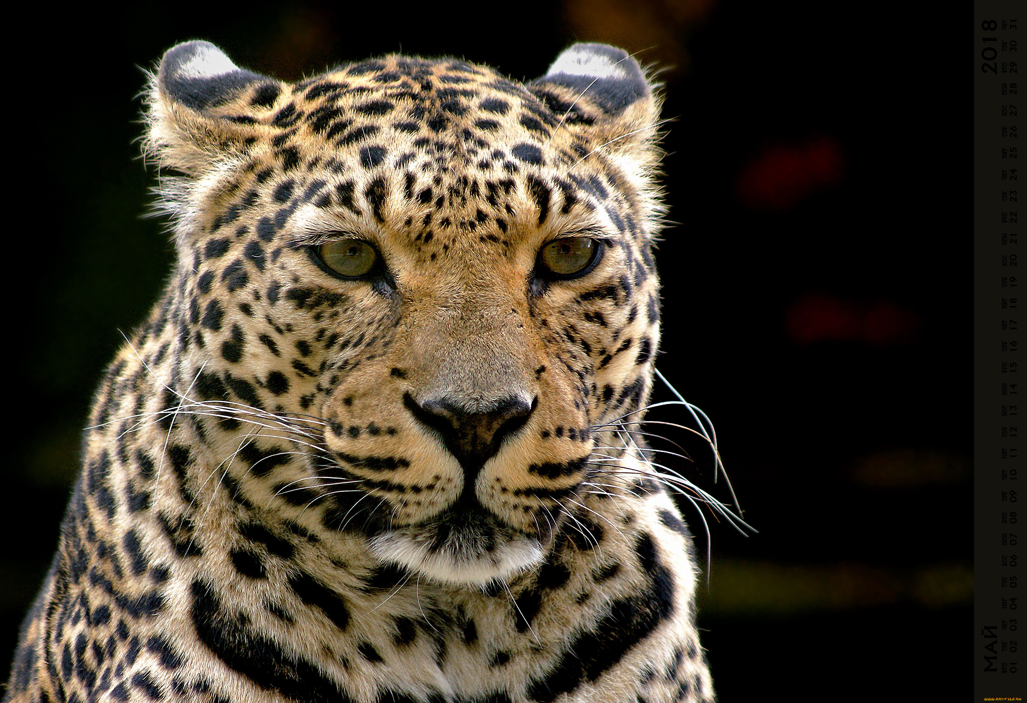 календари, животные, взгляд