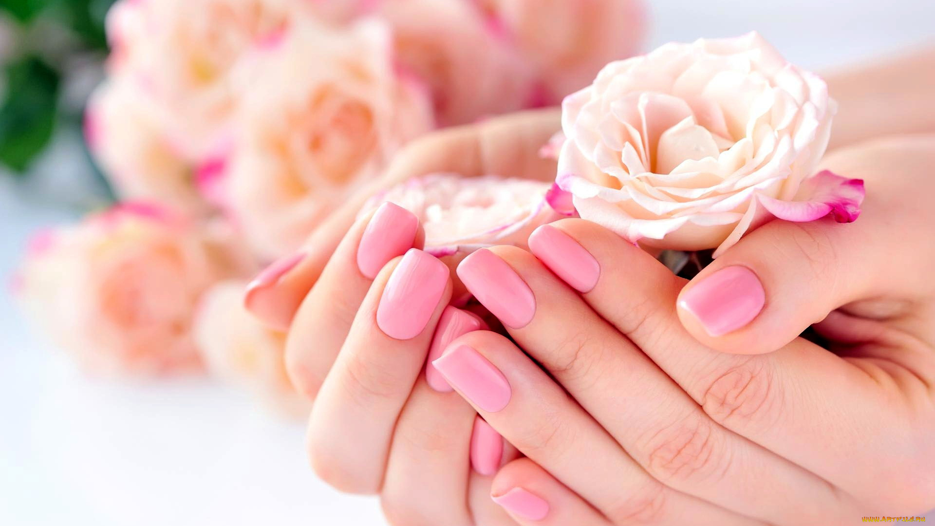 разное, руки, , ноги, маникюр, розы
