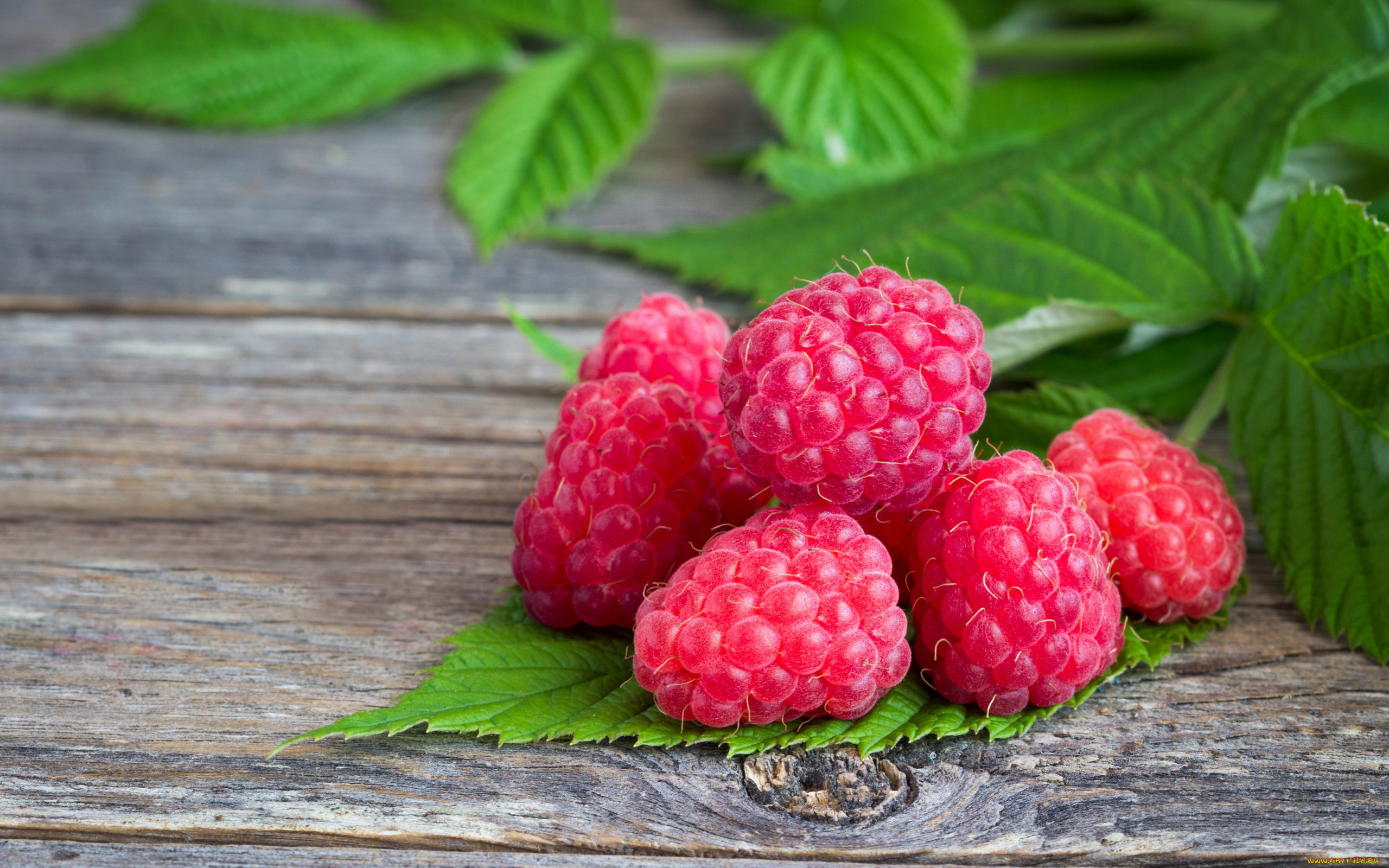 еда, малина, ягоды, листья
