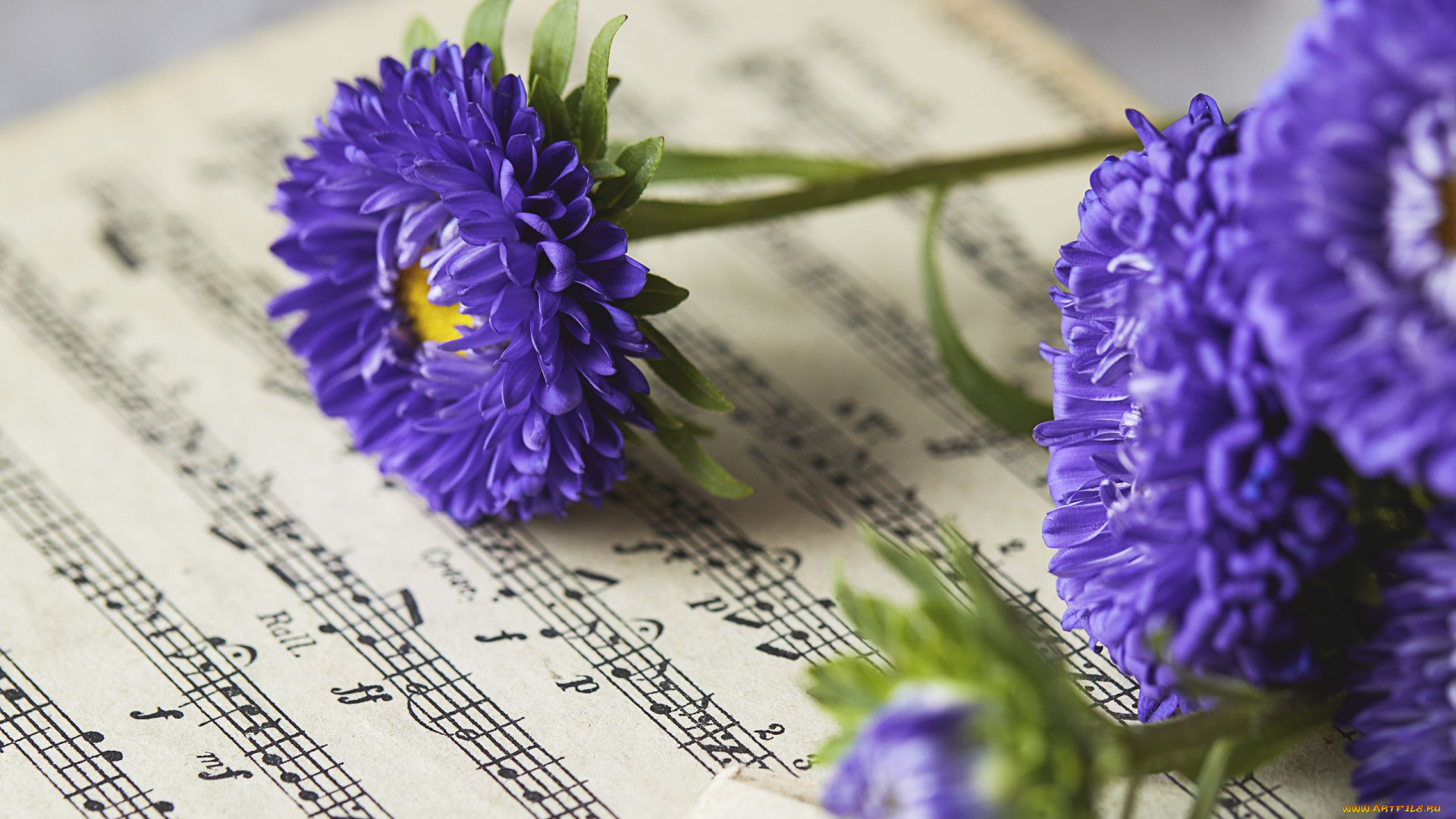 цветы, астры, ноты, лиловые