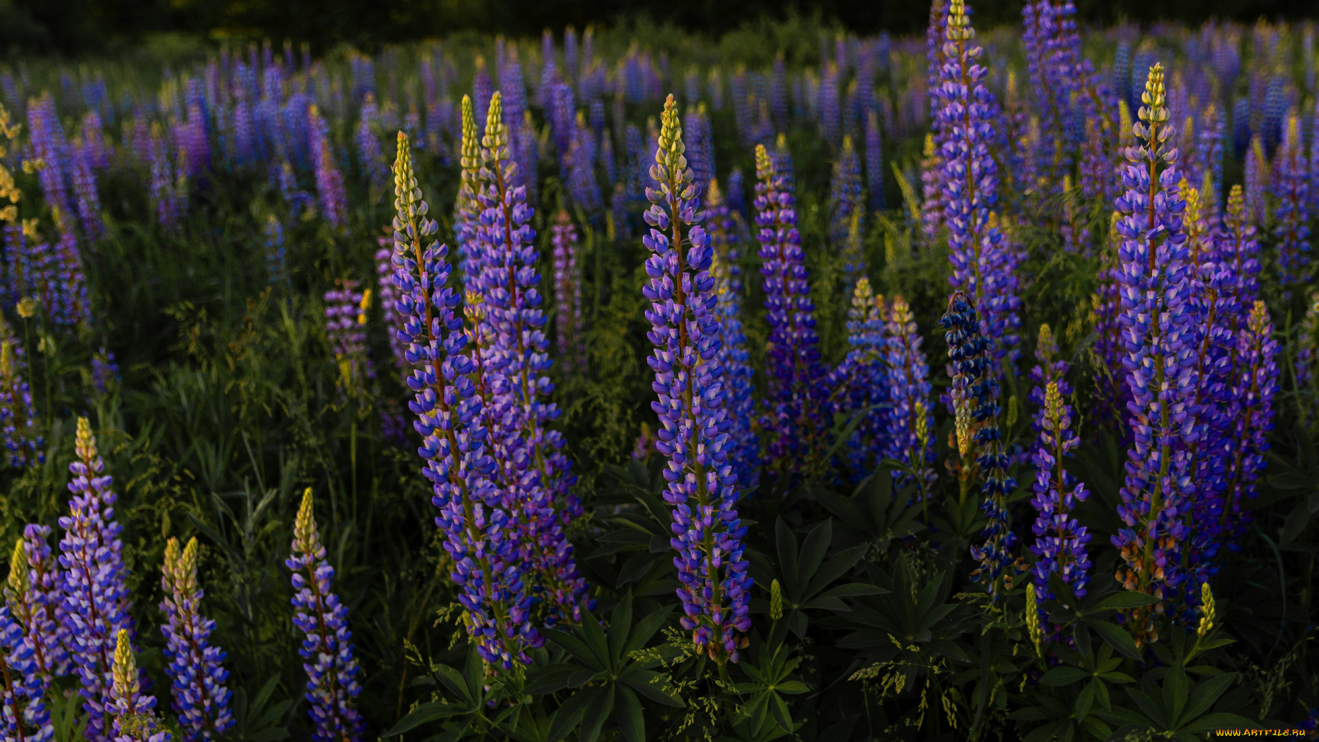 цветы, люпин, луг, синий