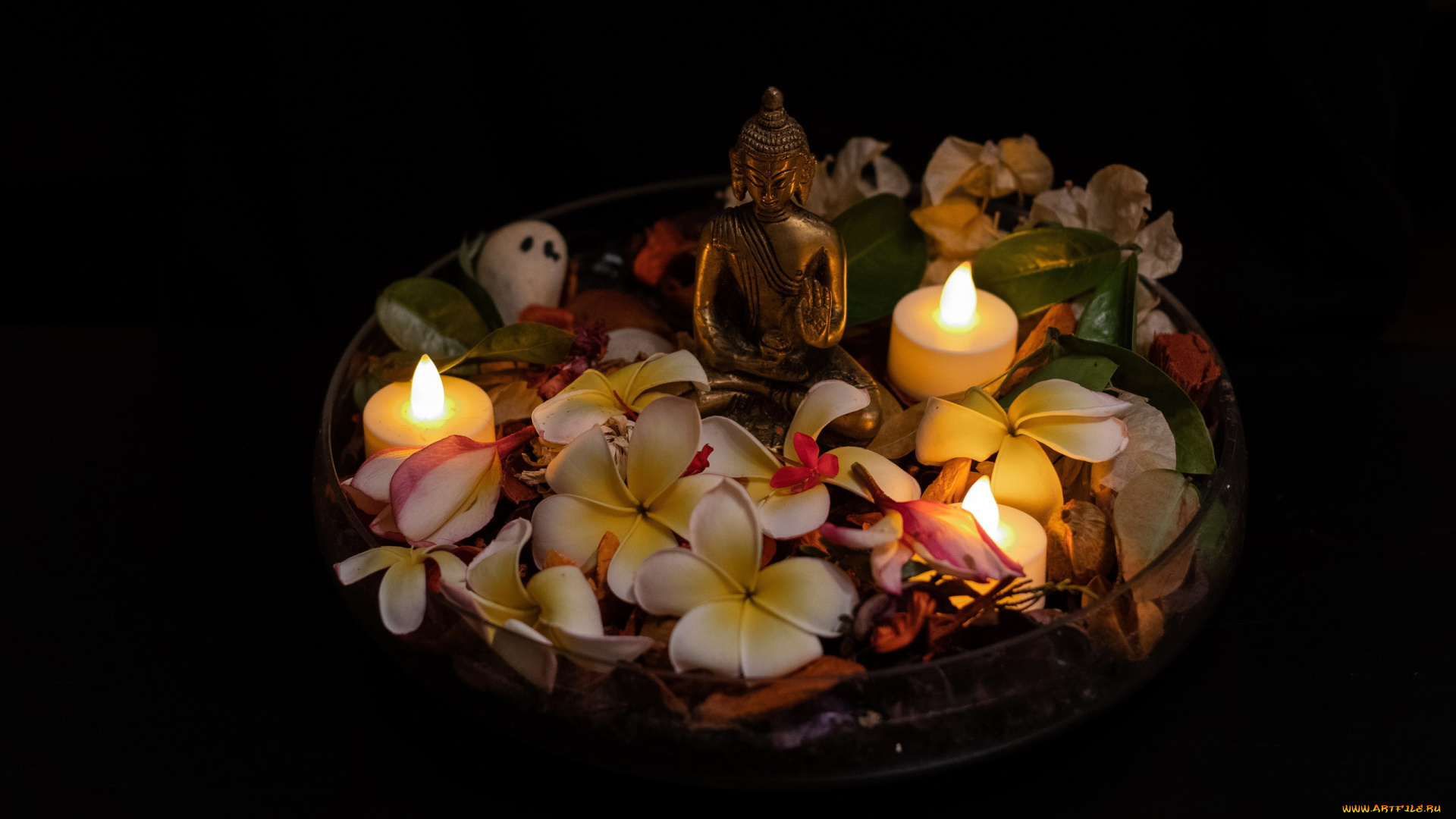 цветы, плюмерия, композиция