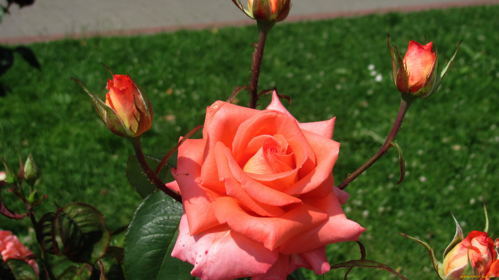 цветы, розы, бутоны, макро