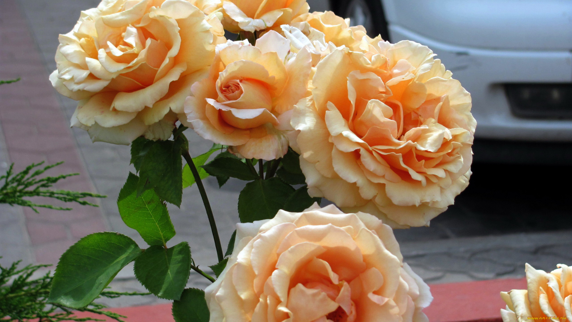 цветы, розы, чайные, куст