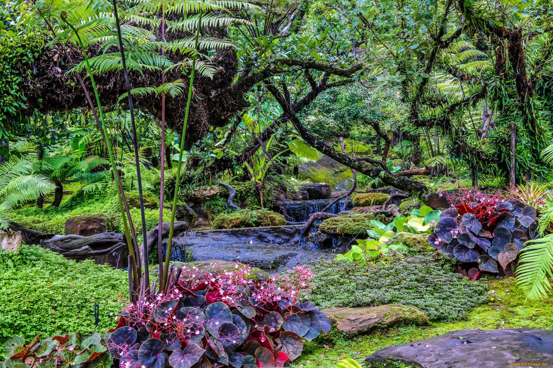 thailand, природа, парк