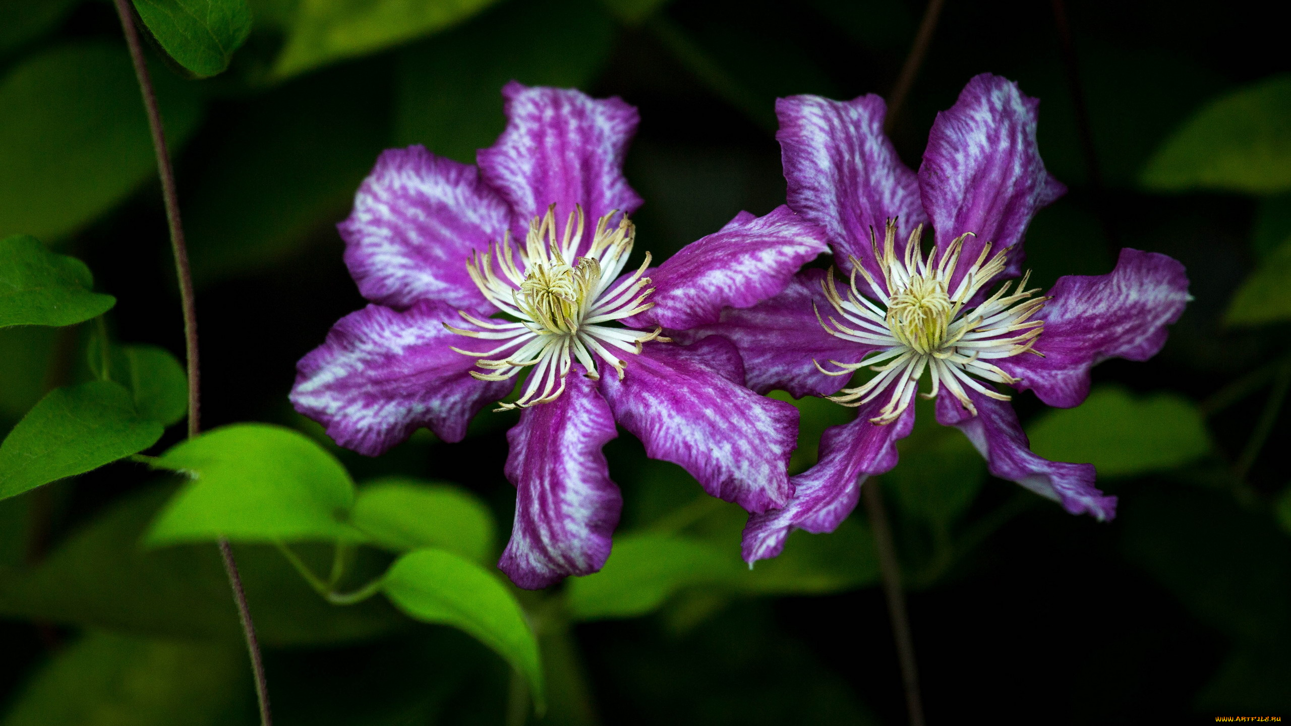 цветы, клематис, , ломонос, дуэт