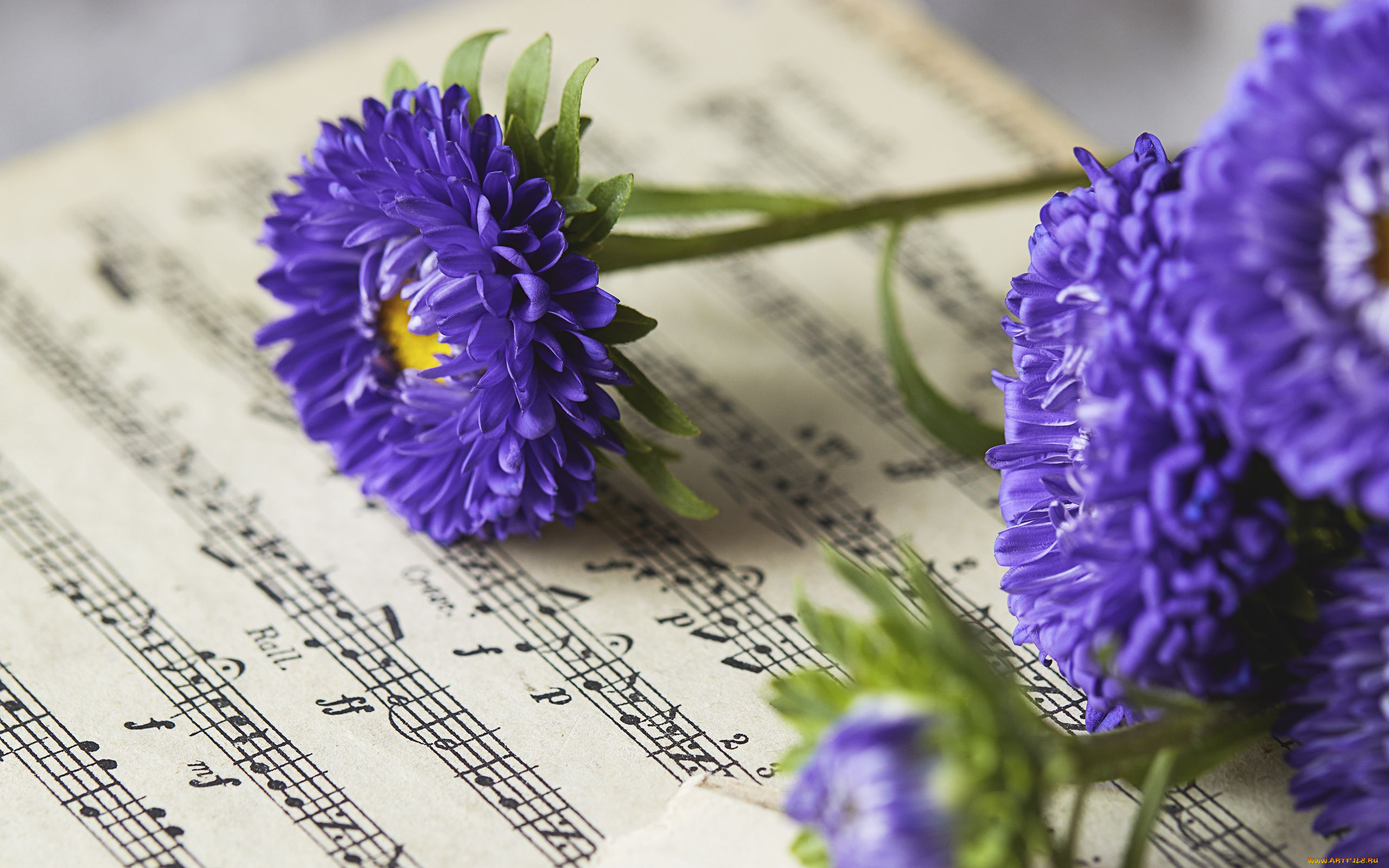 цветы, астры, ноты, лиловые