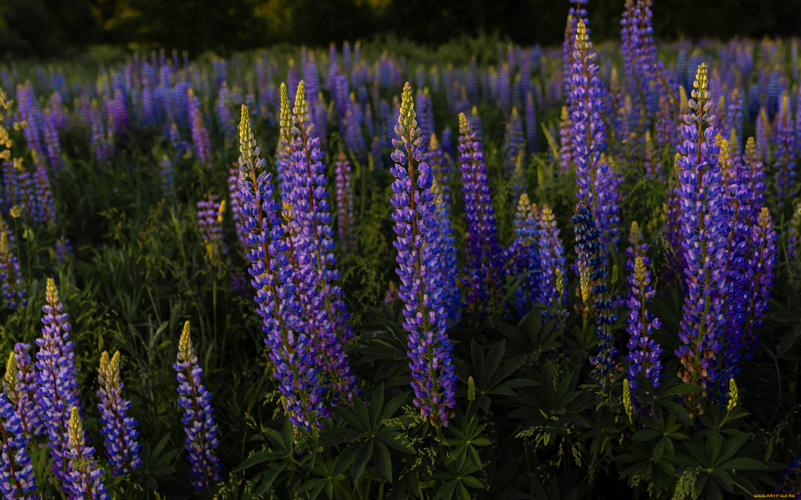 цветы, люпин, луг, синий