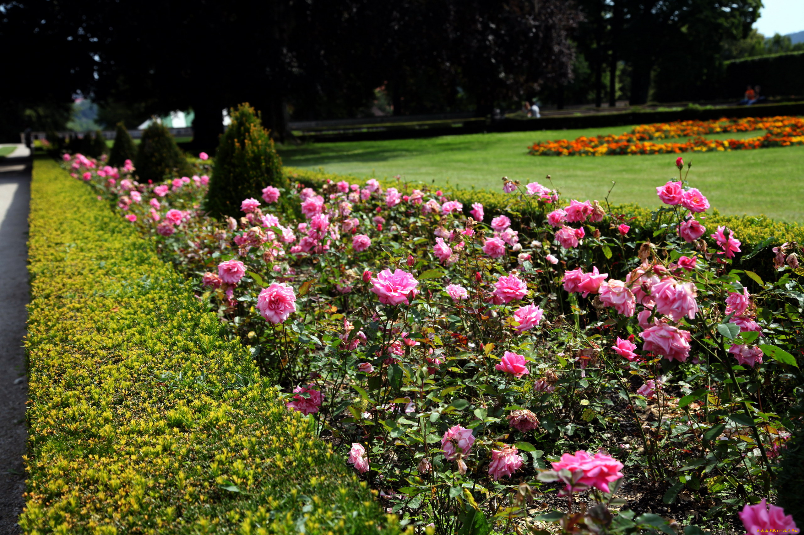 природа, парк, клумбы