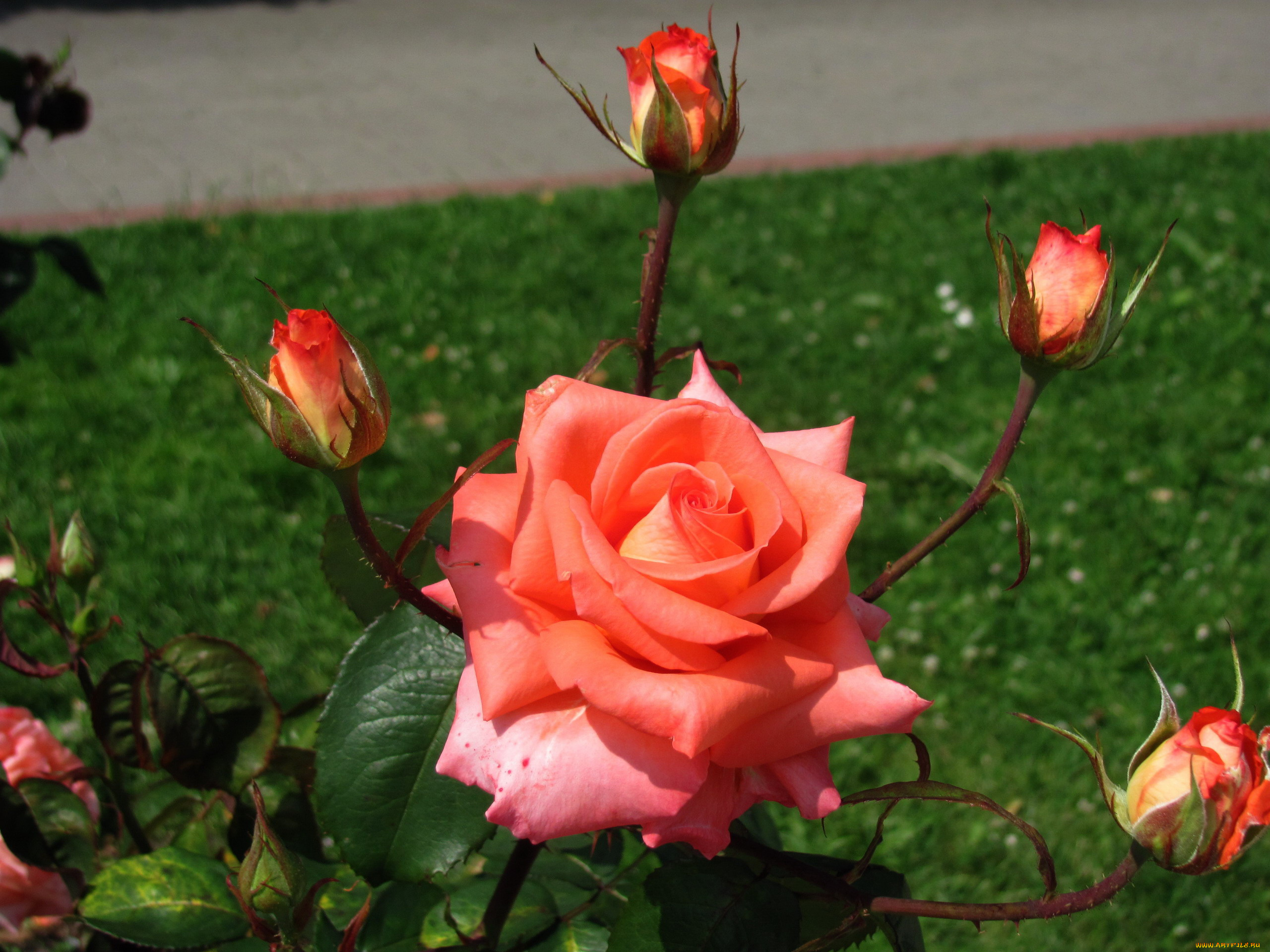 цветы, розы, бутоны, макро