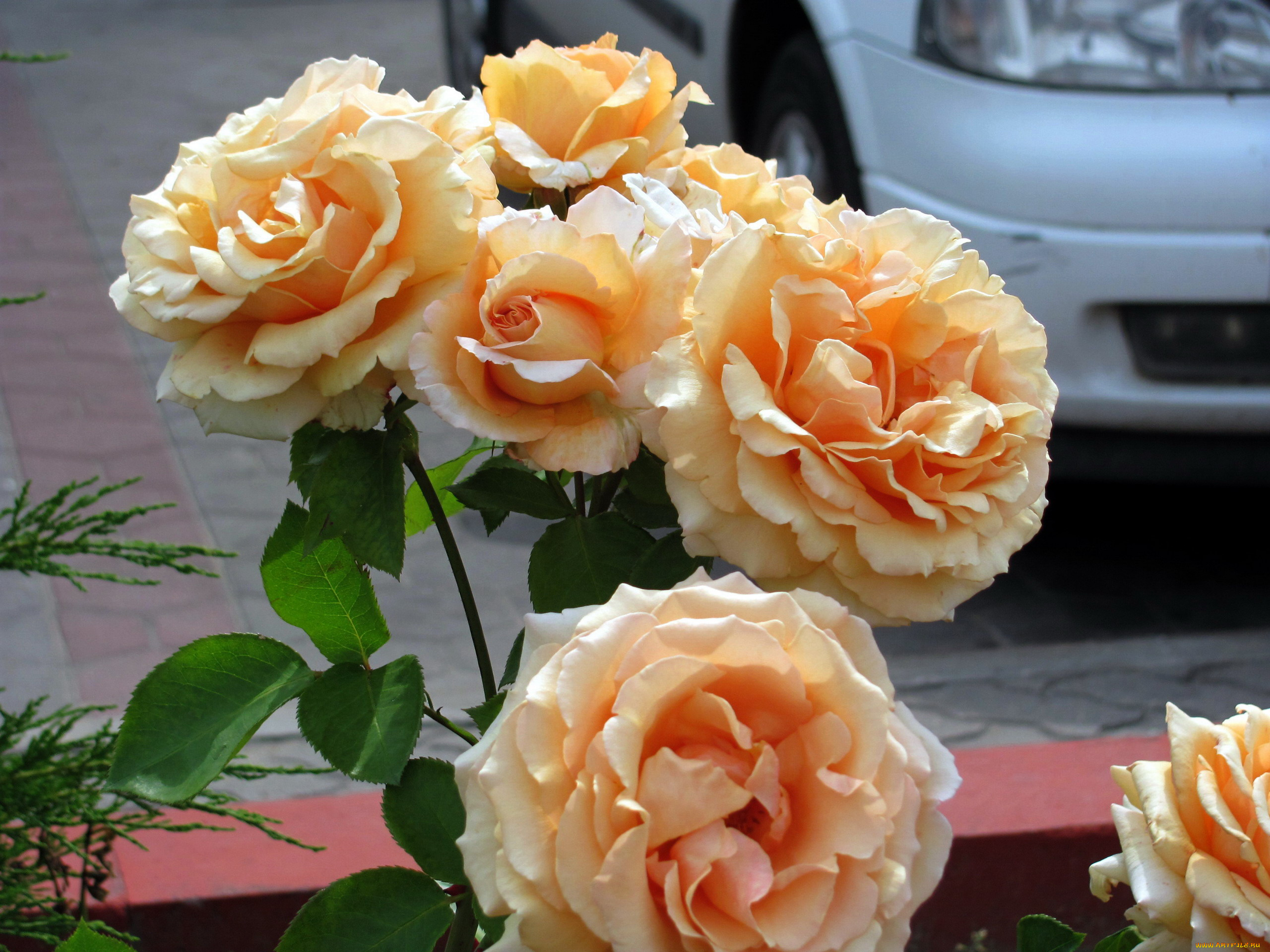 цветы, розы, чайные, куст