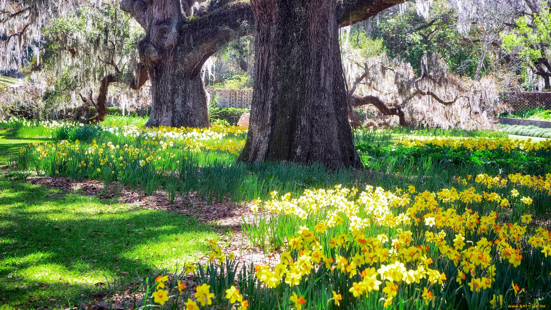 природа, парк, желтые, цветы